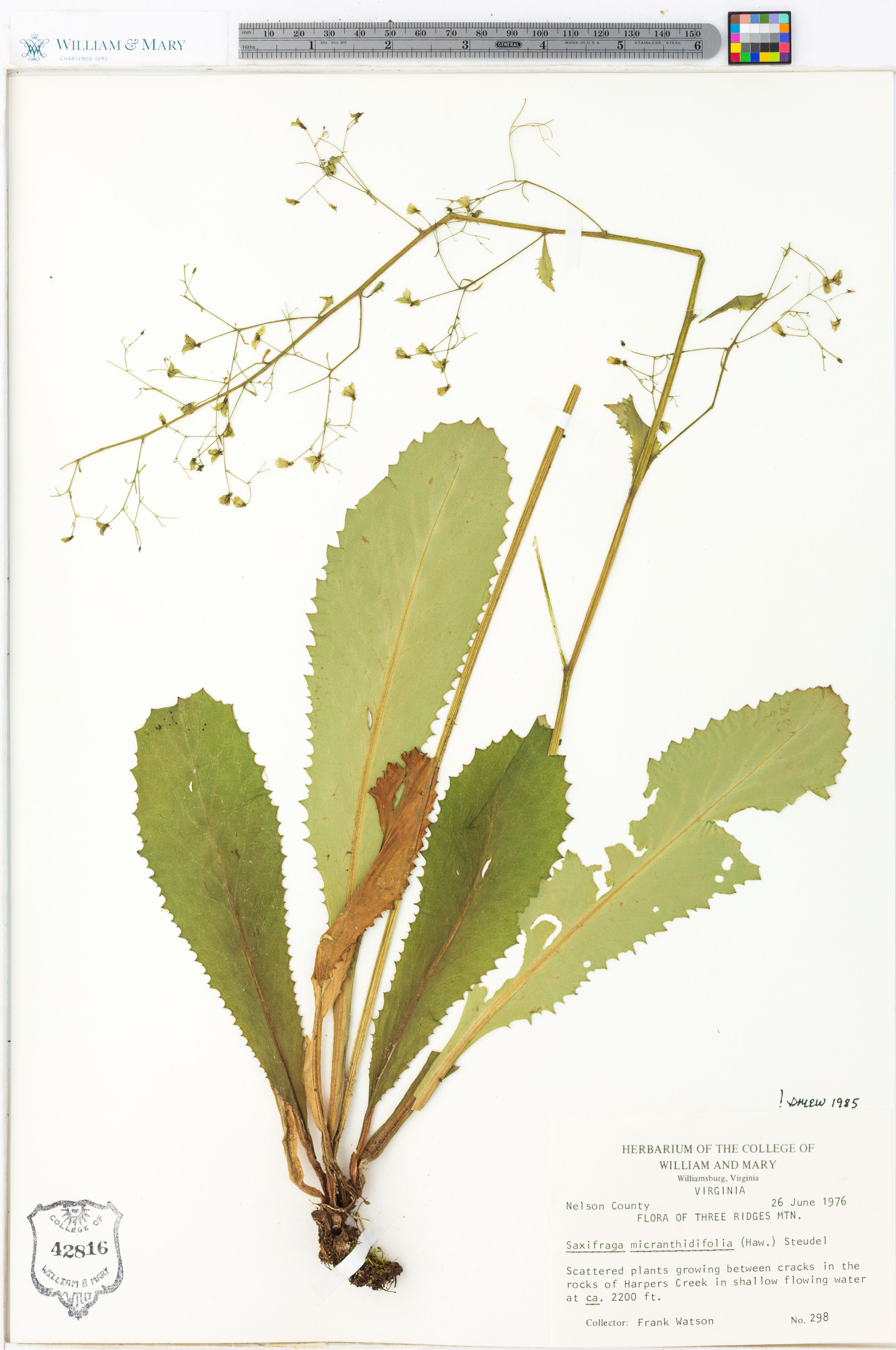 Saxifraga micranthidifolia - 21