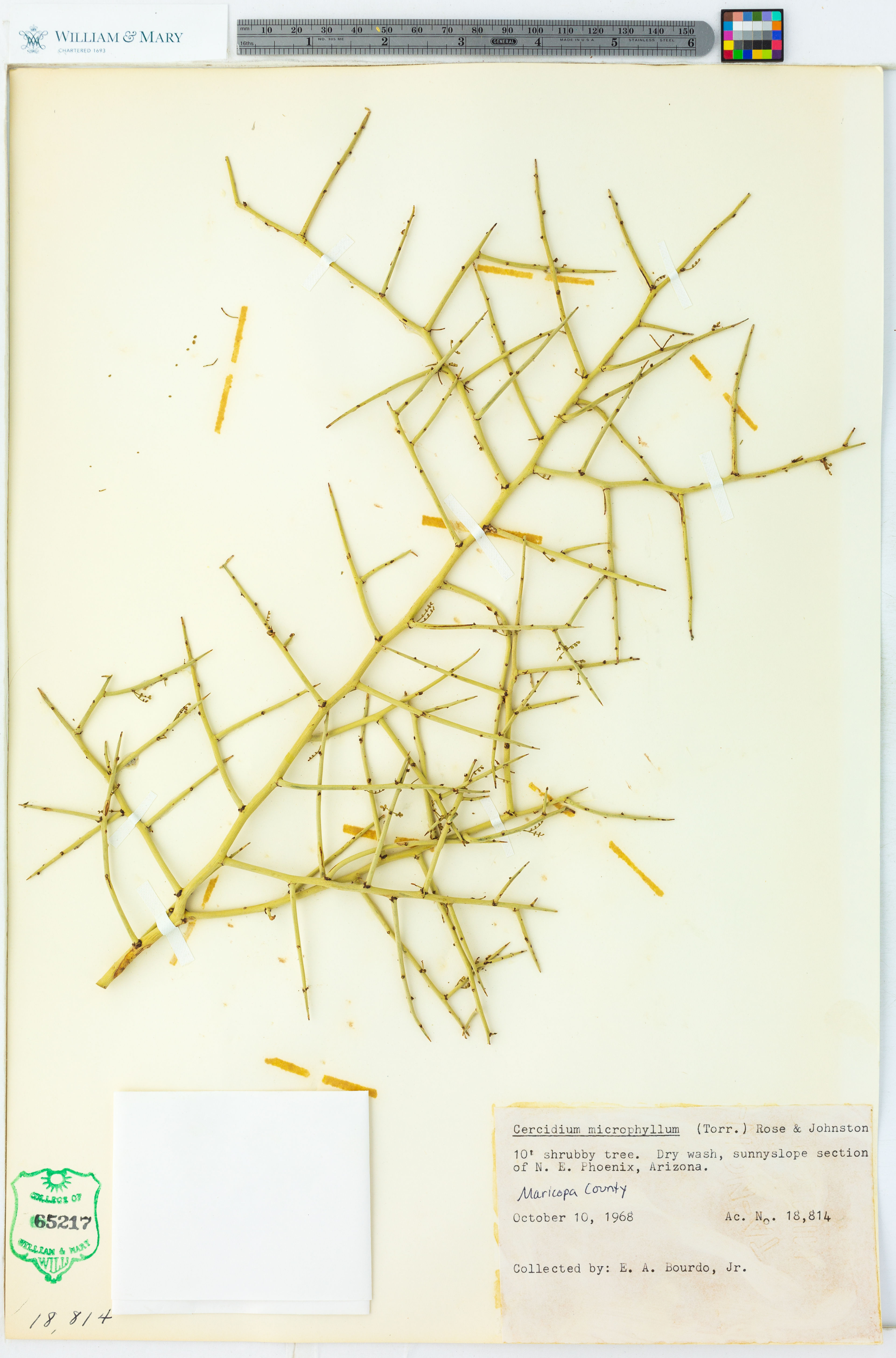 Cercidium microphyllum - 62