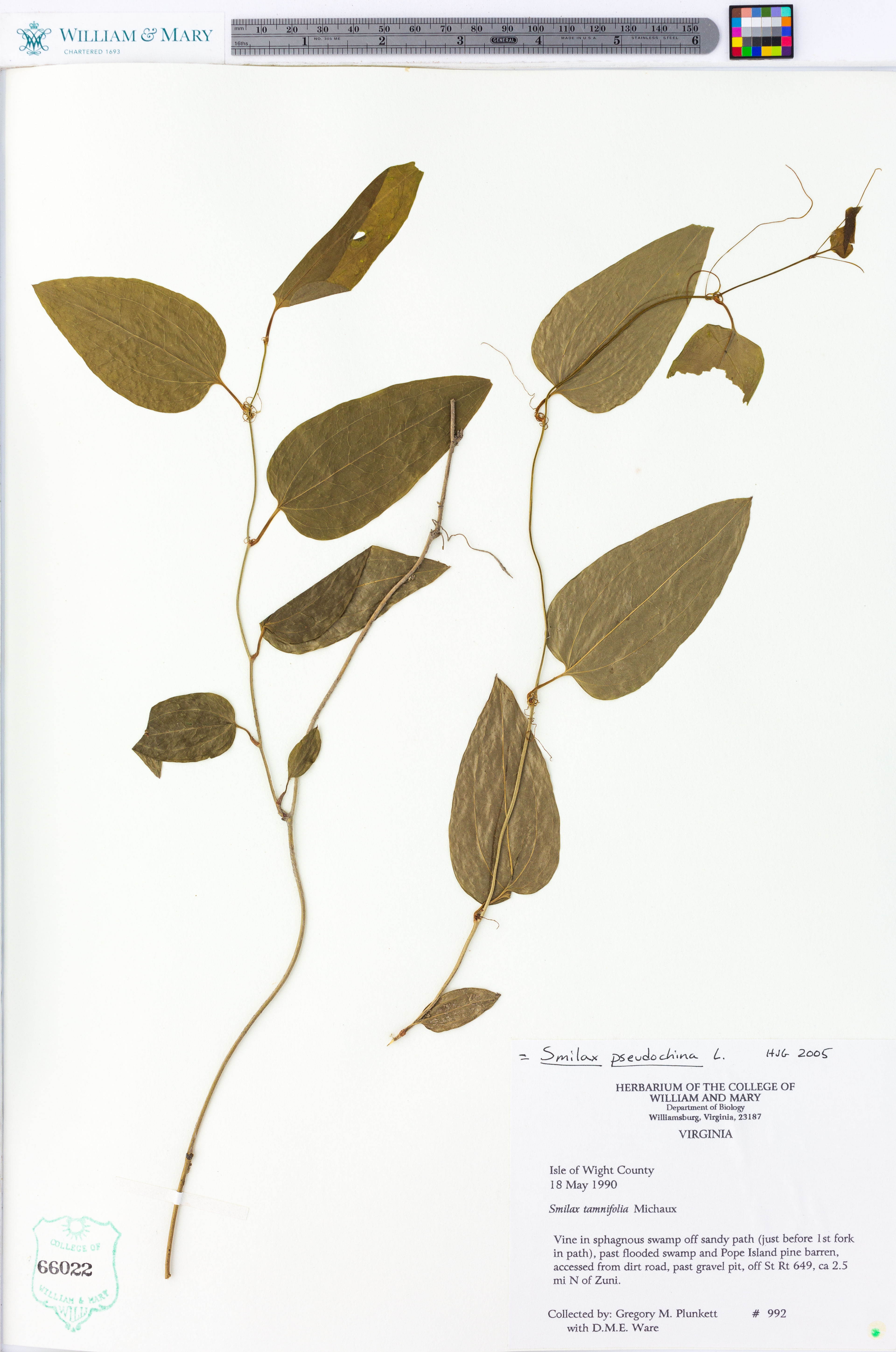 Smilax pseudochina - 107