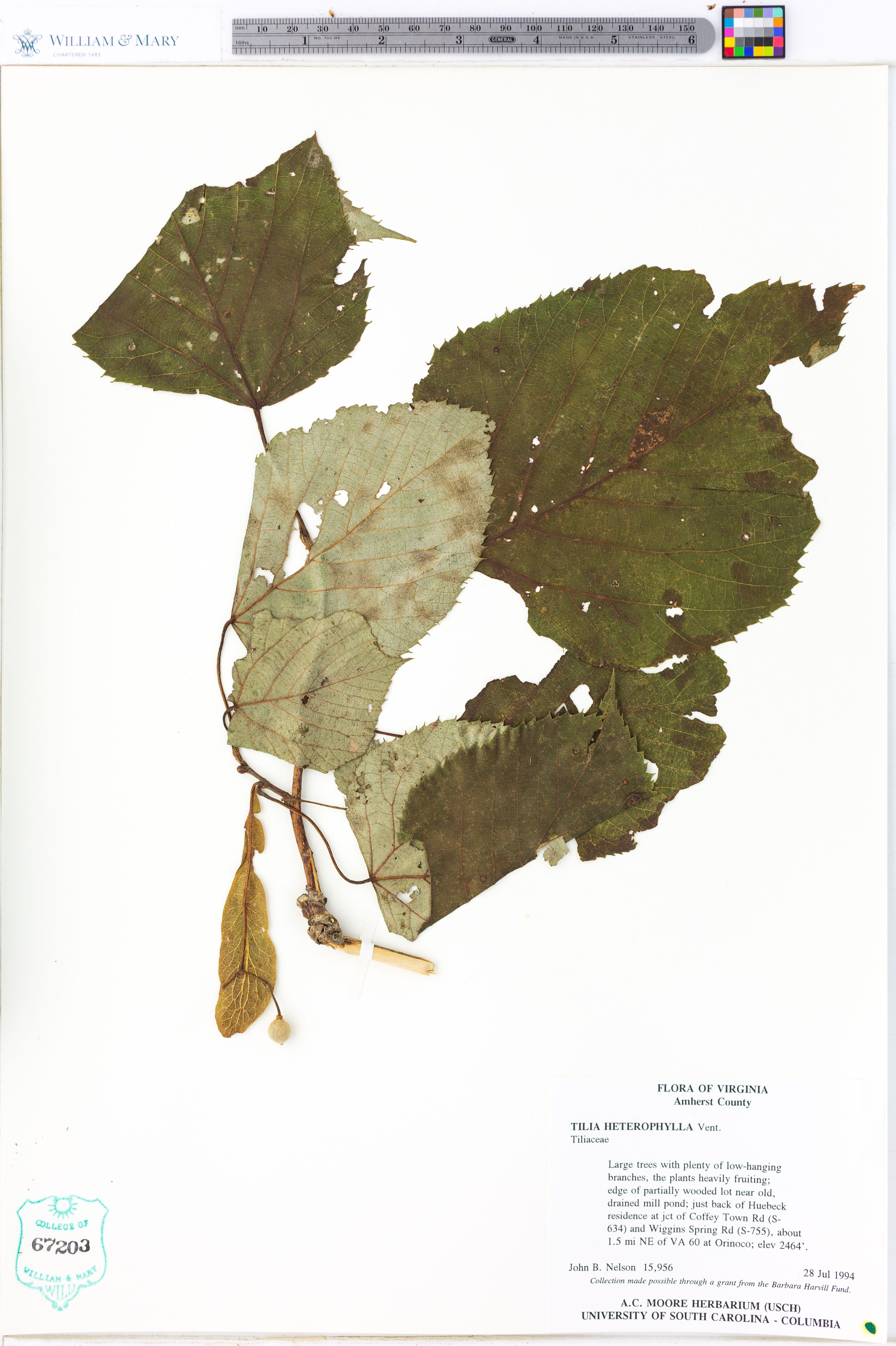 Tilia heterophylla - 94