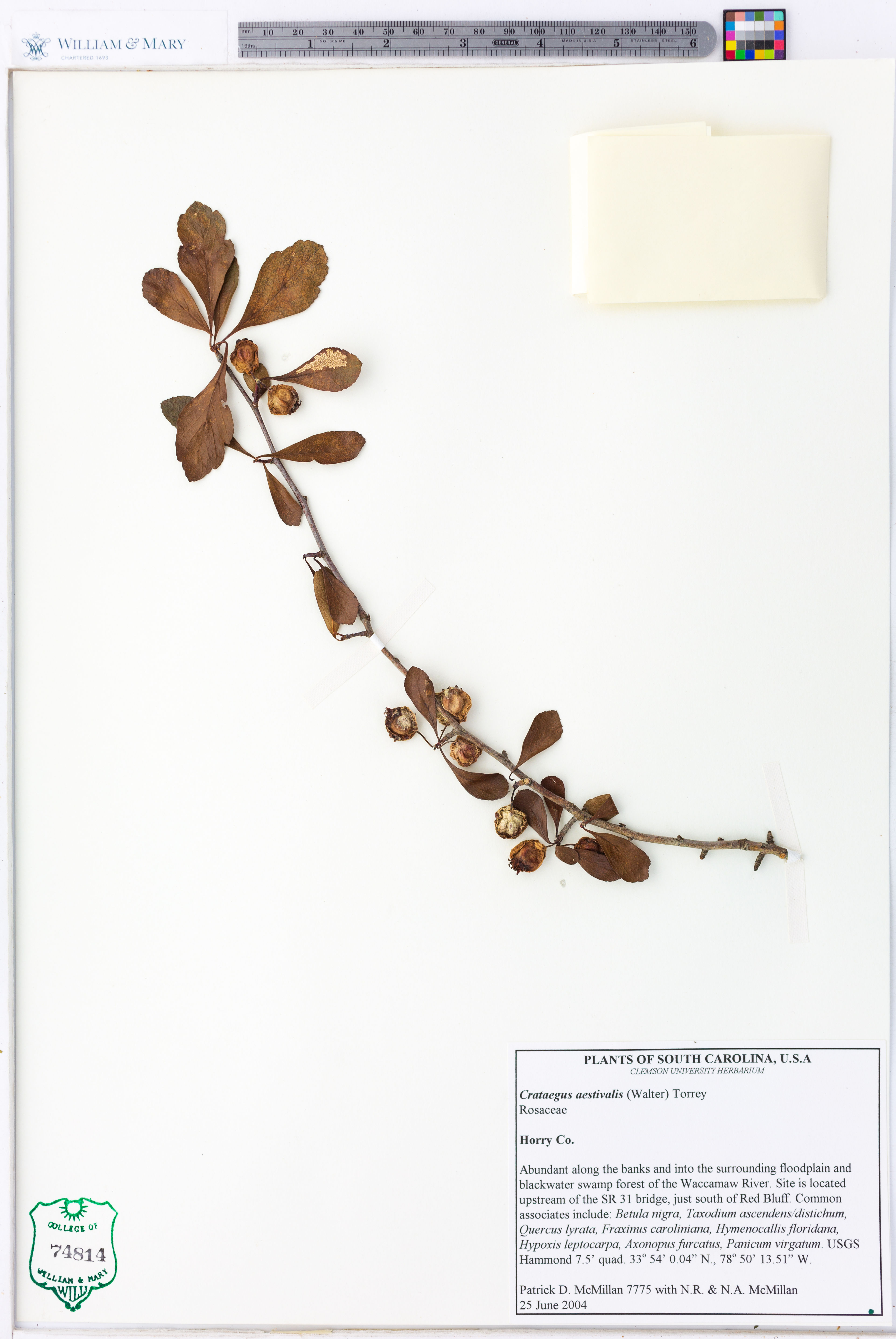 Crataegus aestivalis - 107