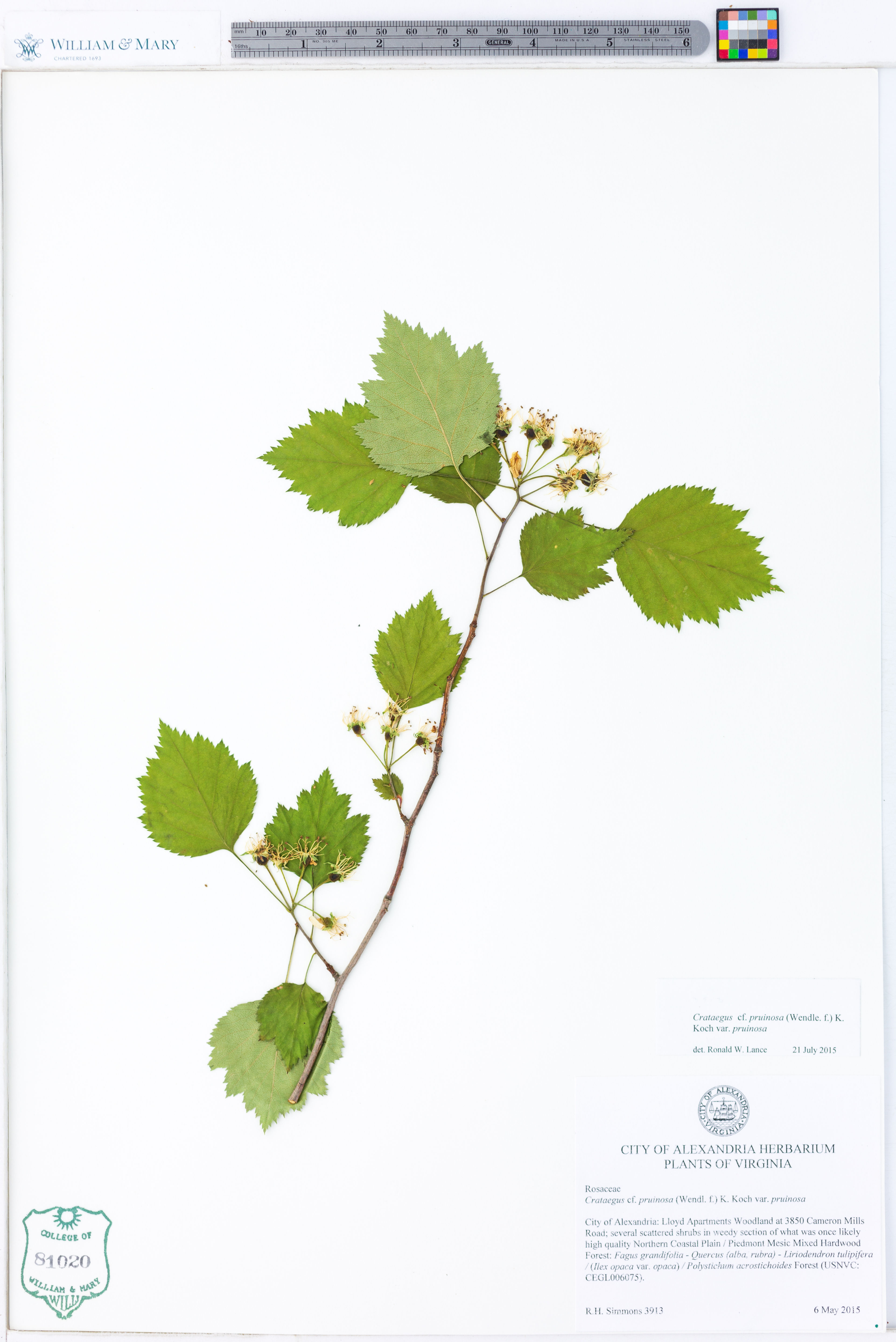 Crataegus pruinosa - 47