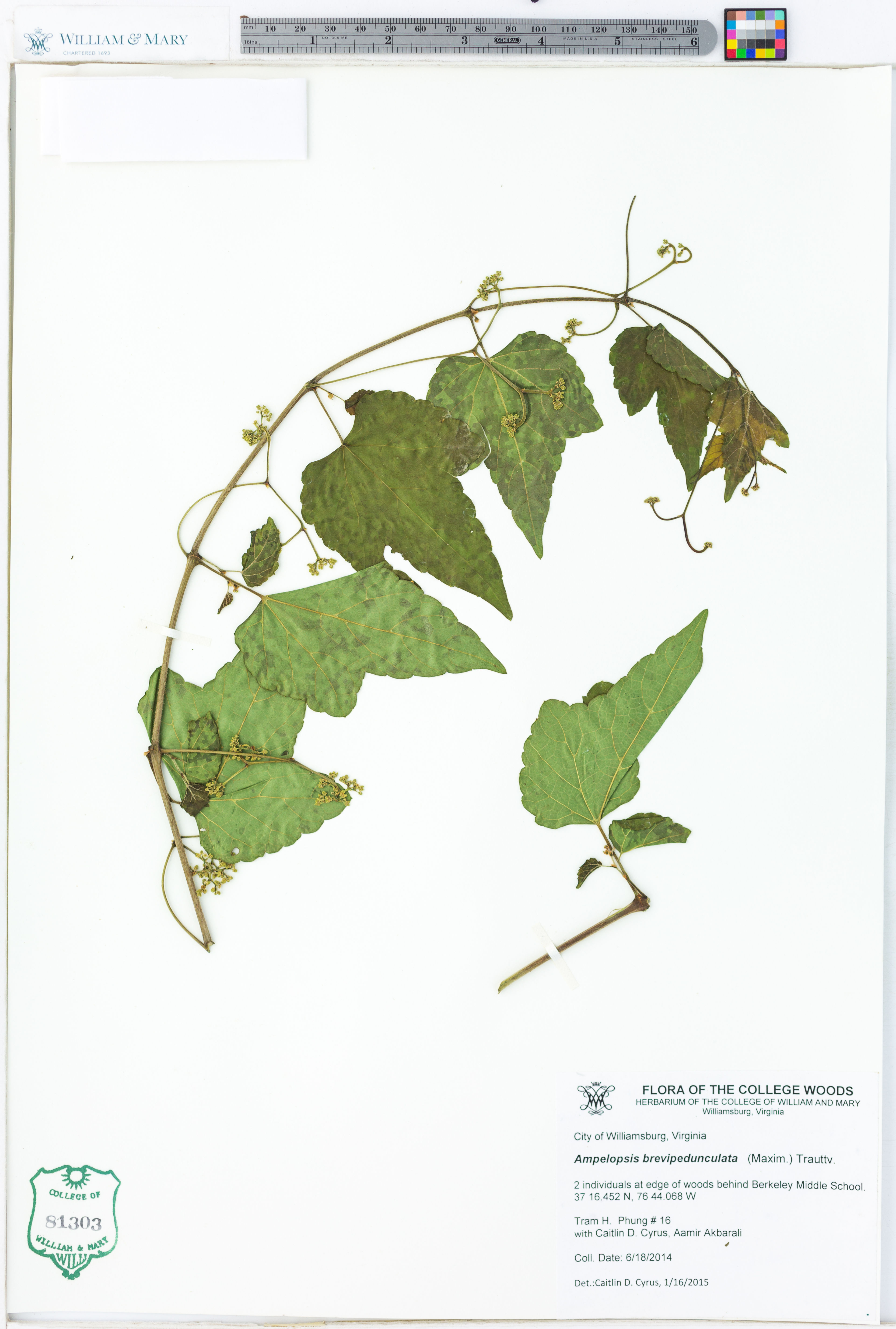 Ampelopsis brevipedunculata - 67