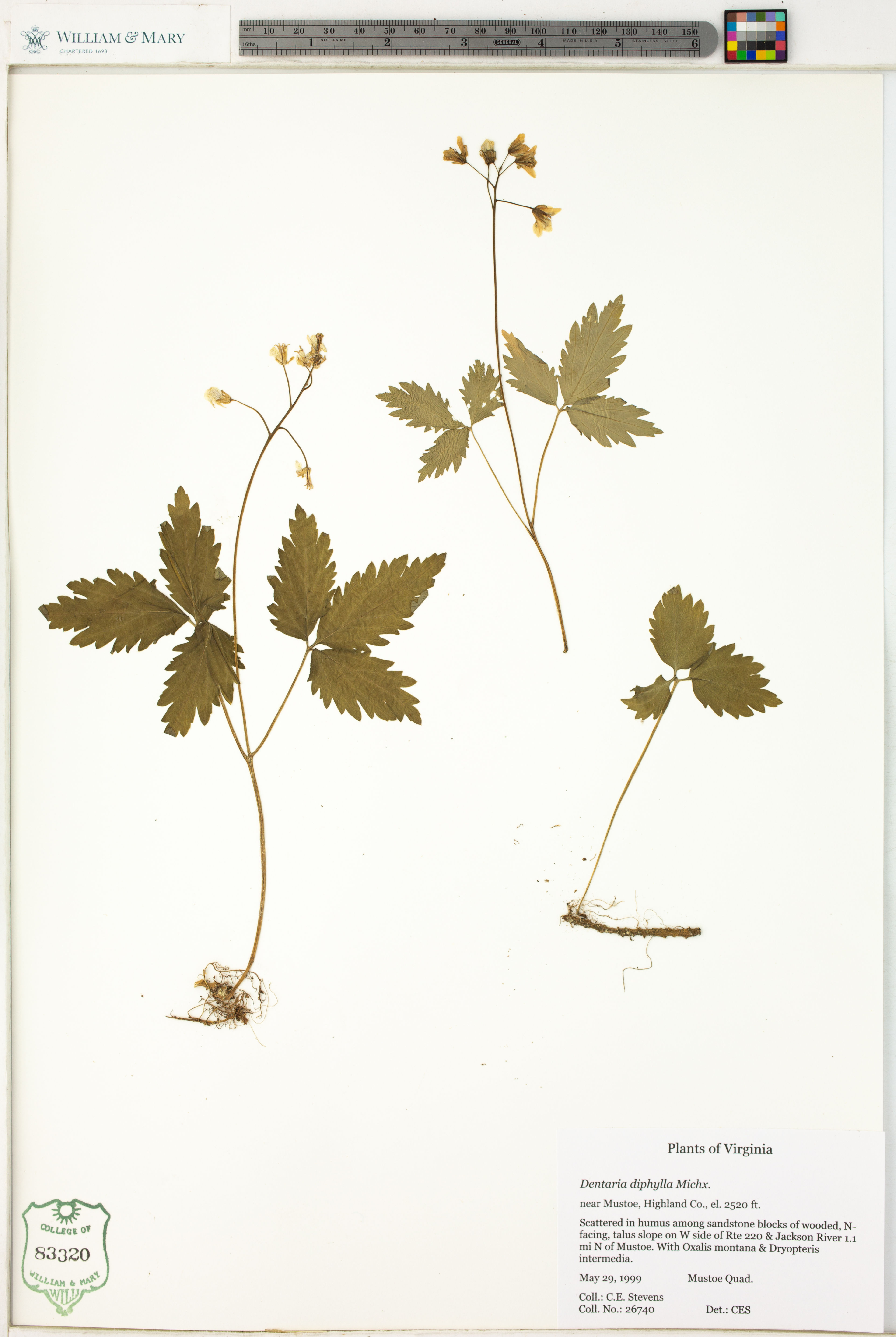 Dentaria diphylla - 85