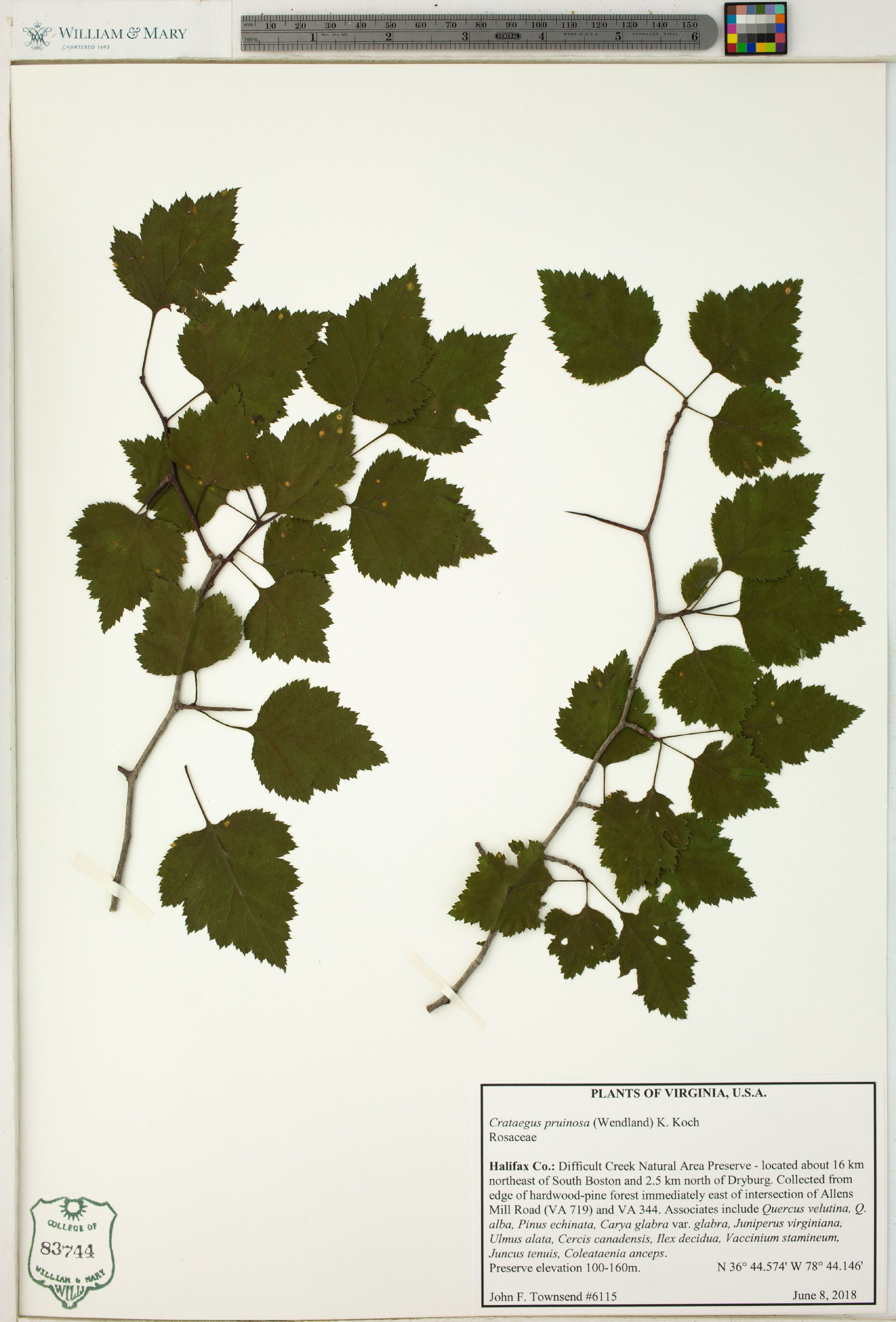 Crataegus pruinosa - 48