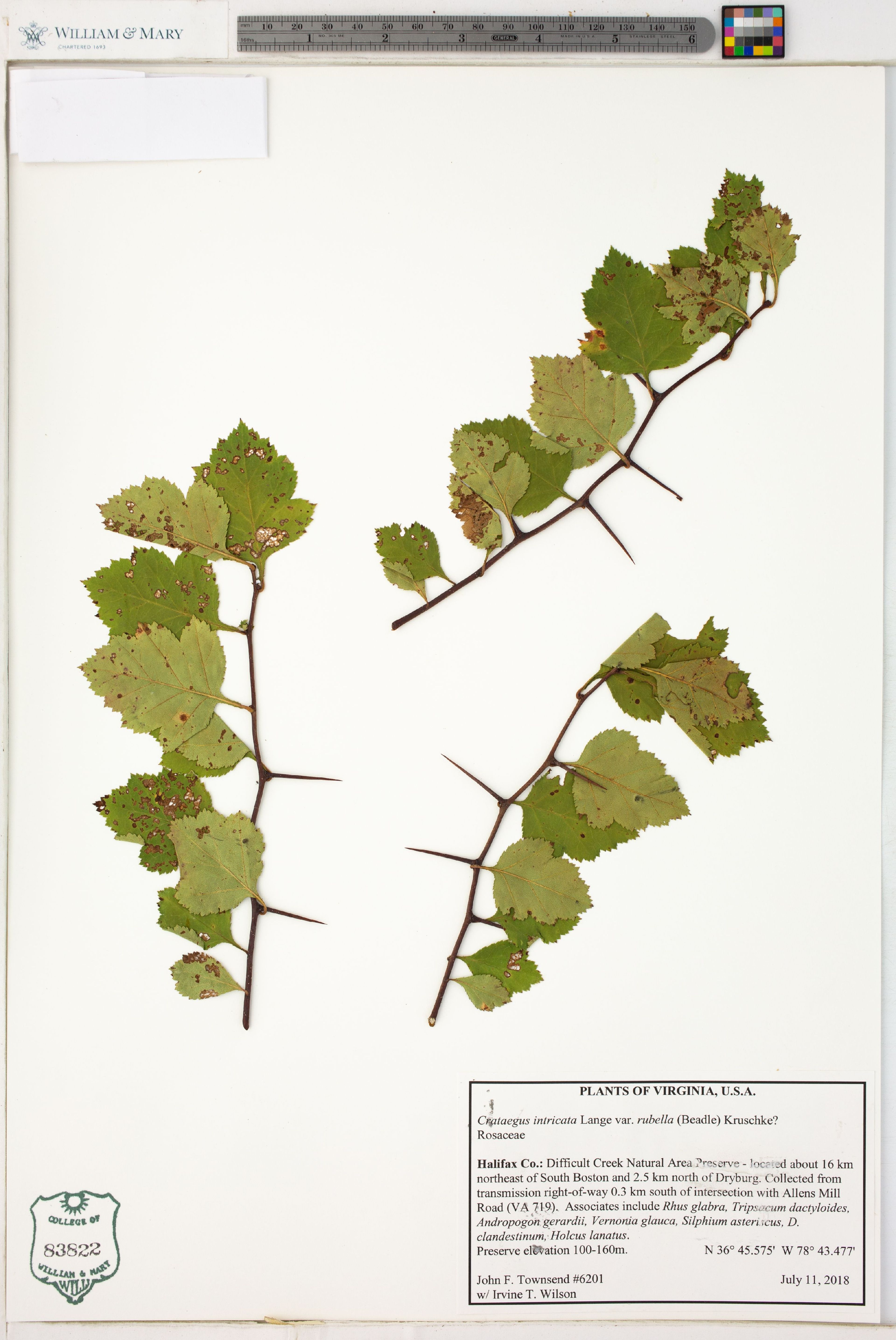 Crataegus intricata - 45