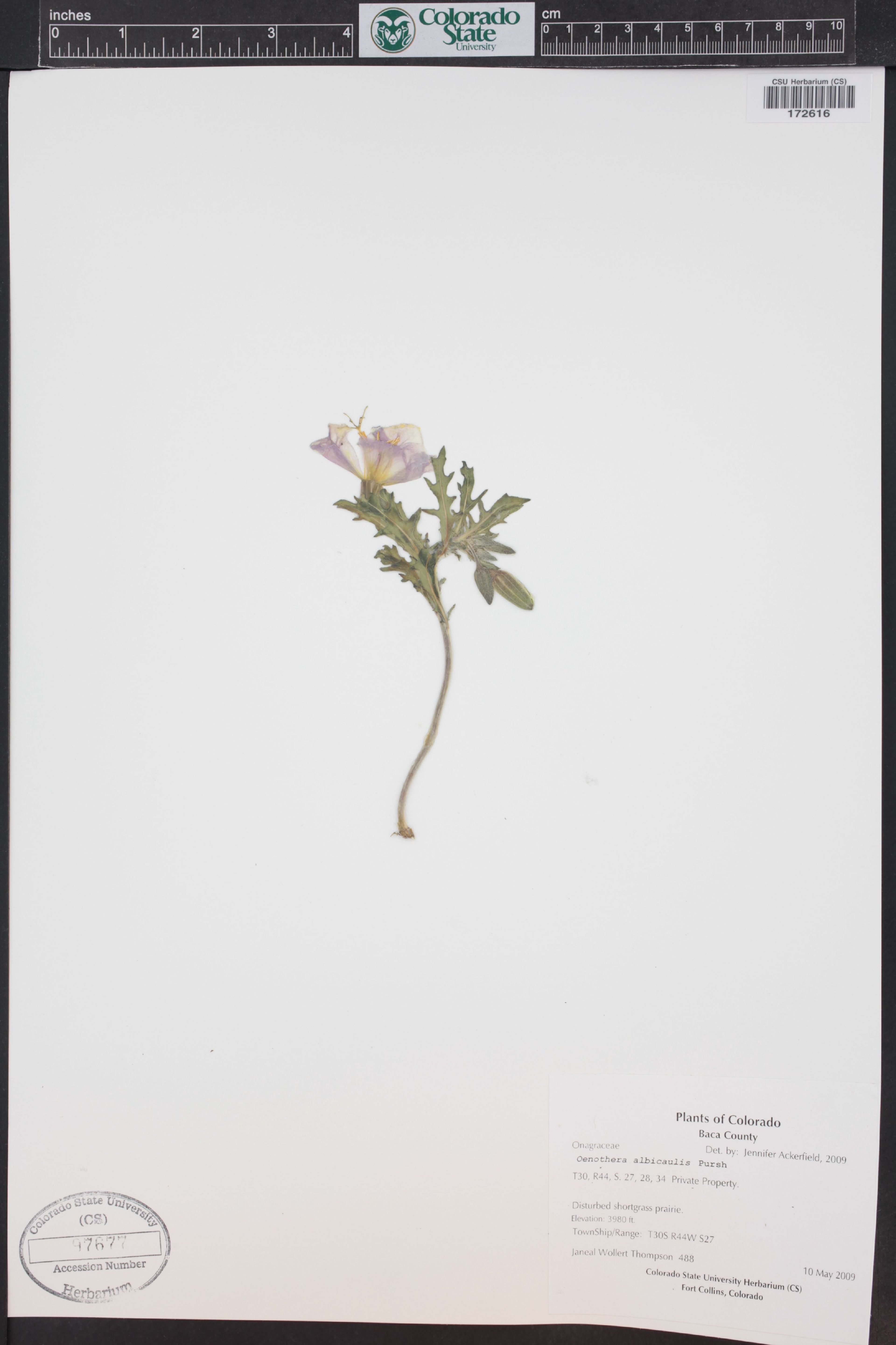 Oenothera albicaulis - 22