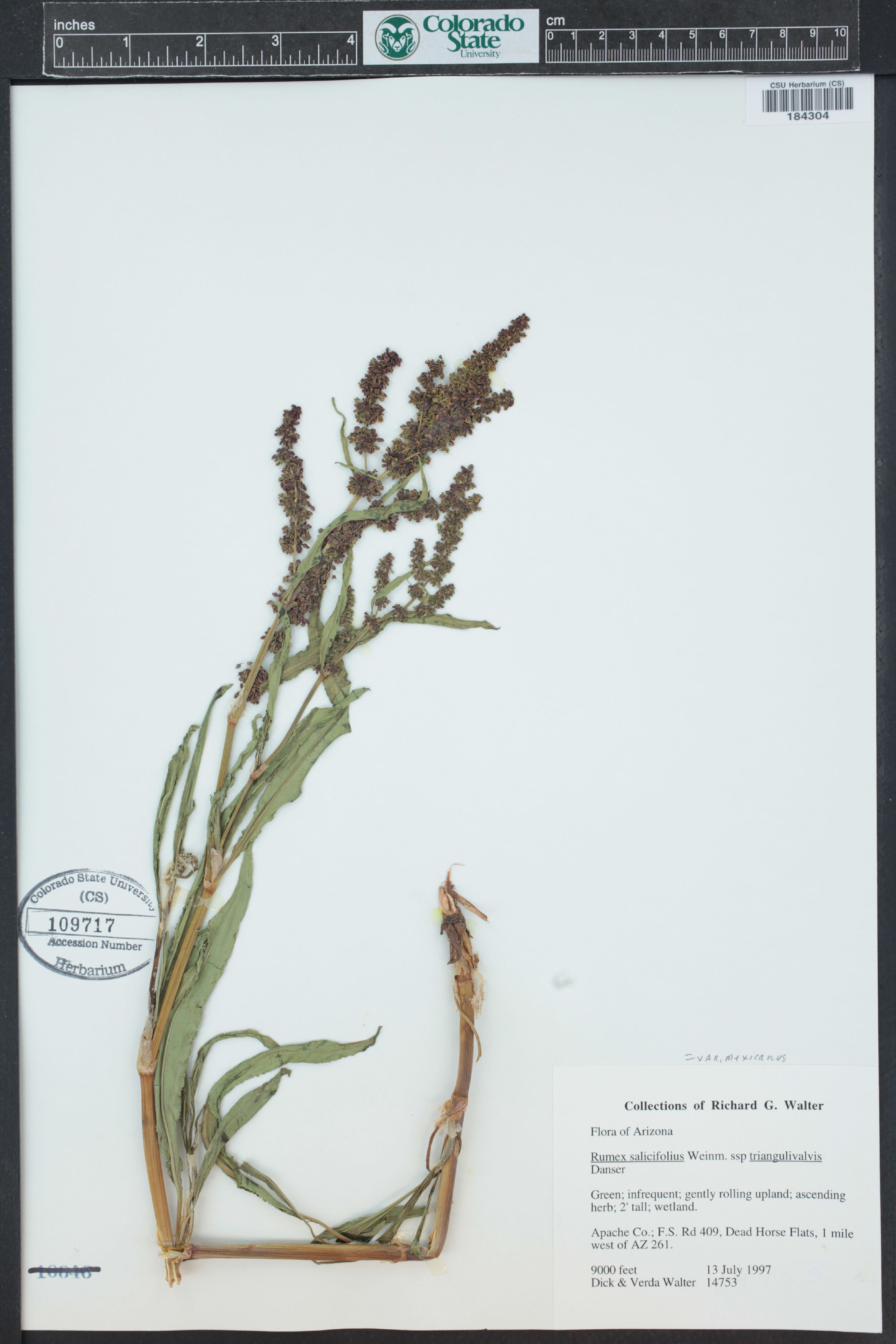 Rumex mexicanus - 56