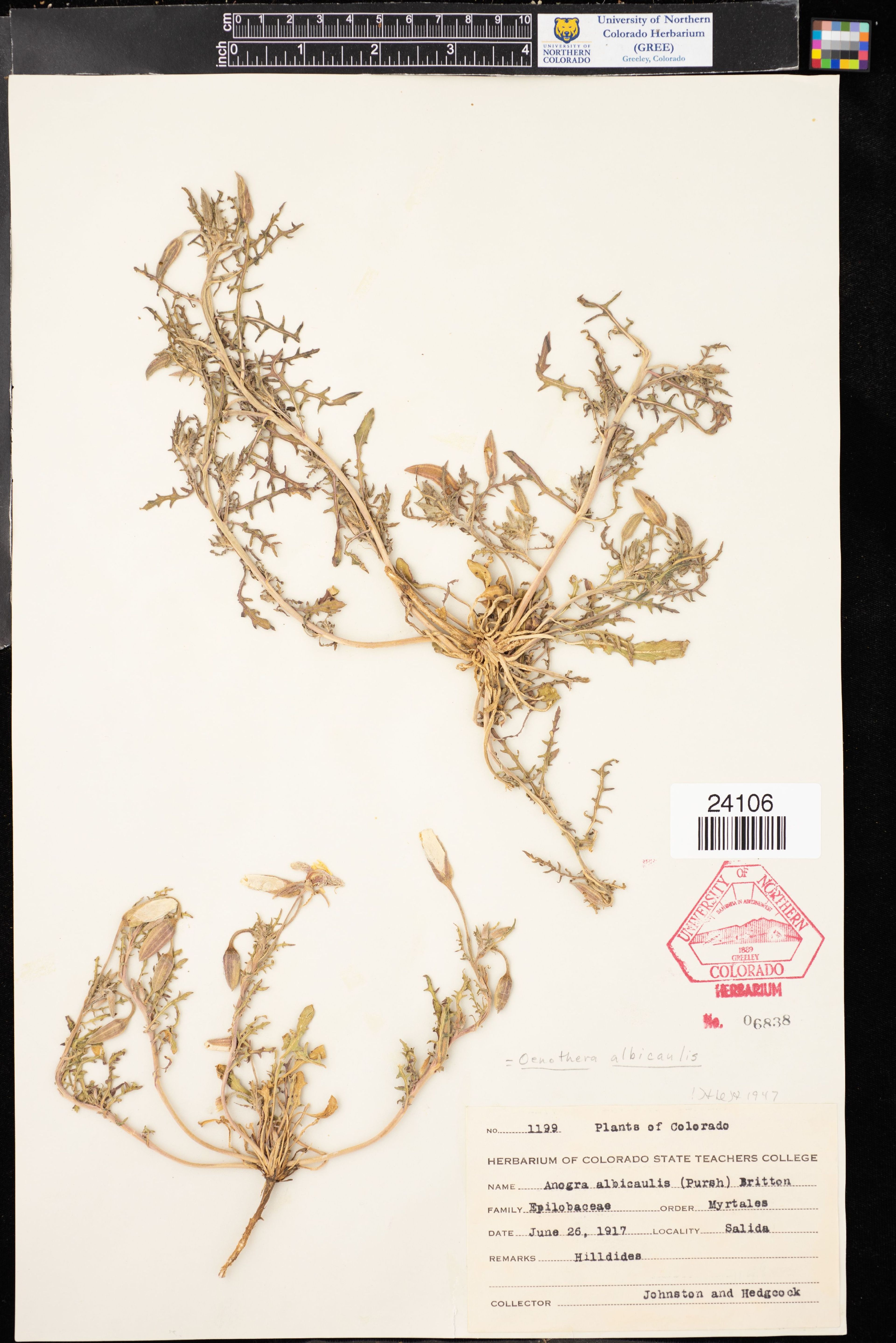 Oenothera albicaulis - 40