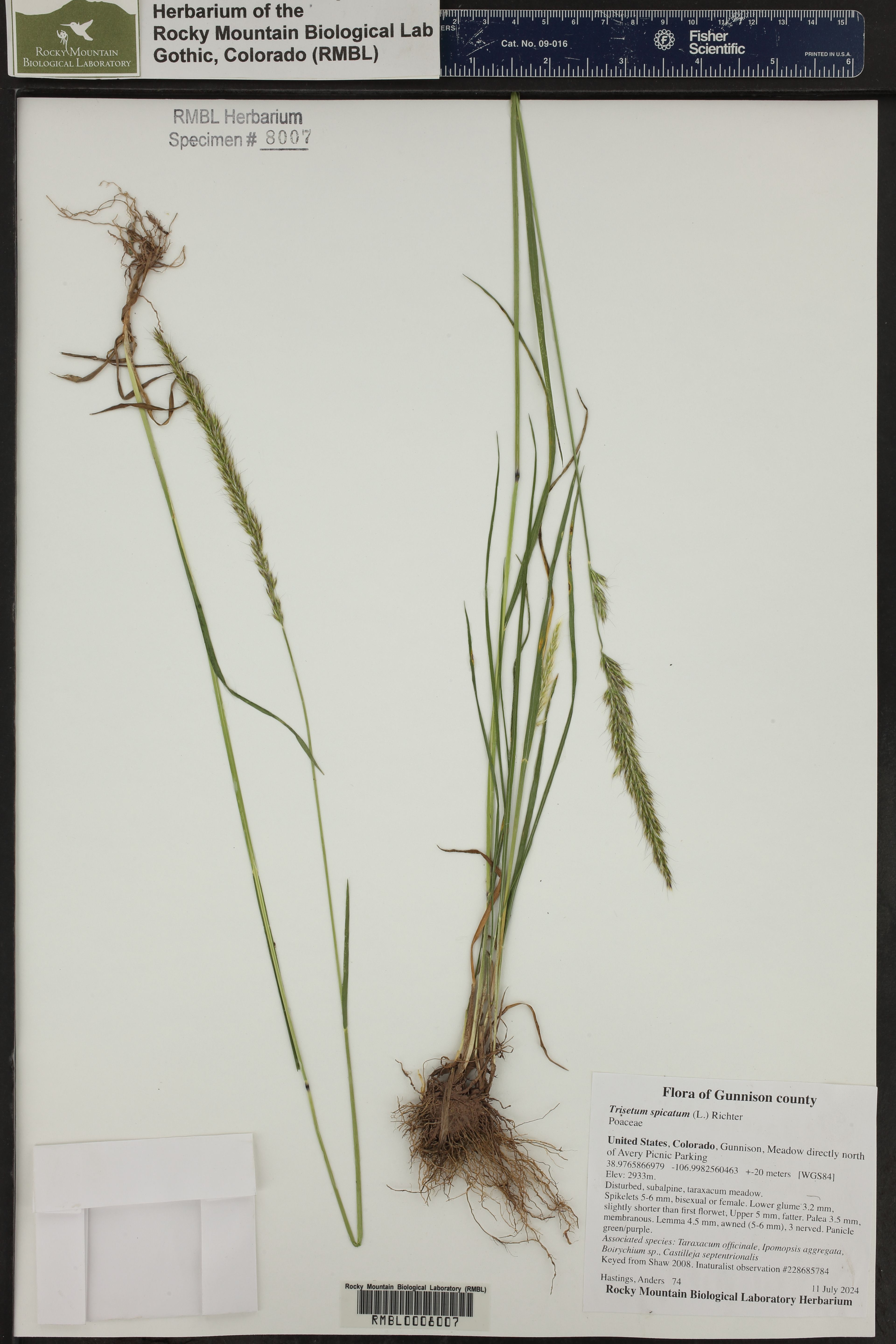 Trisetum spicatum - 66