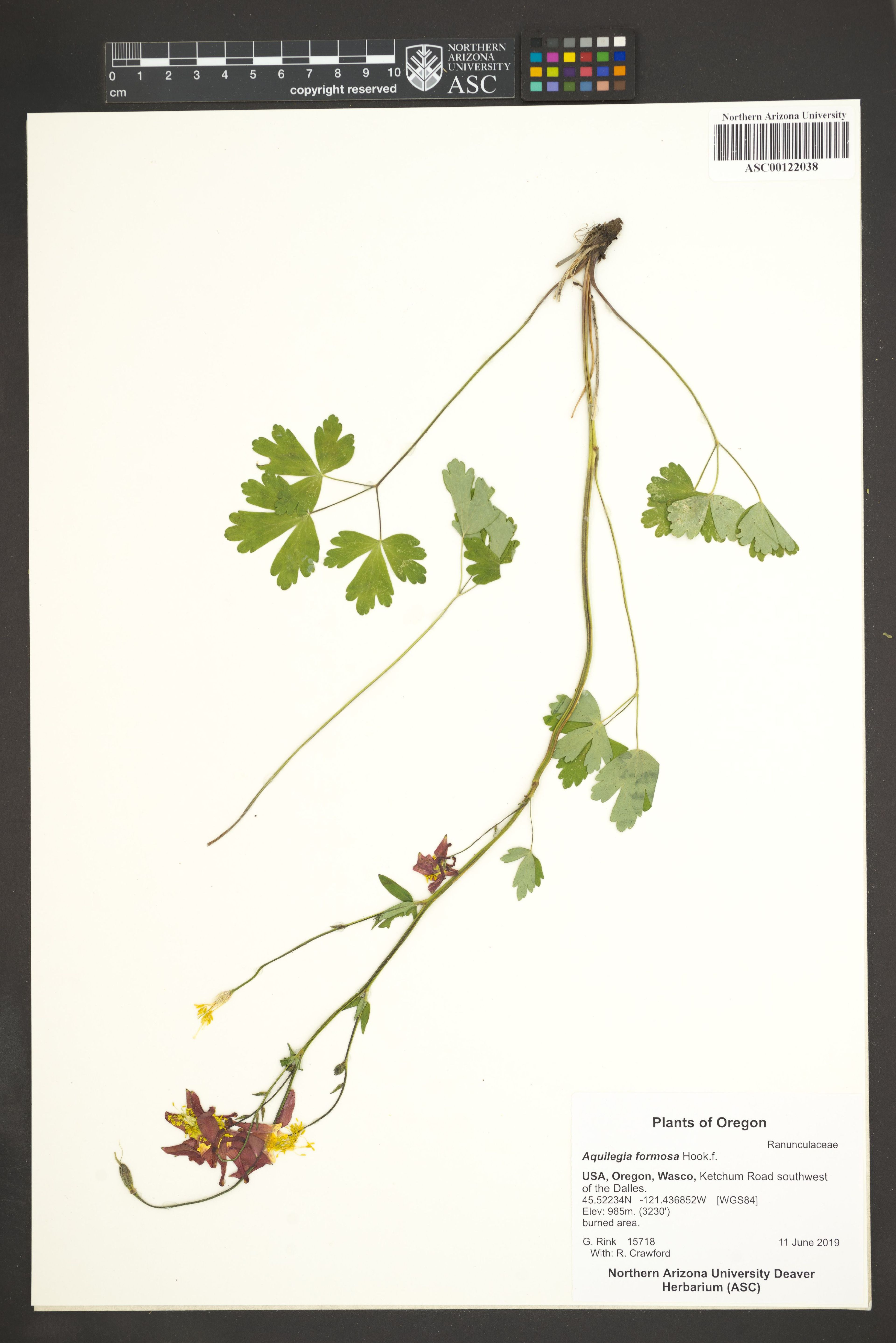 Aquilegia formosa - 28