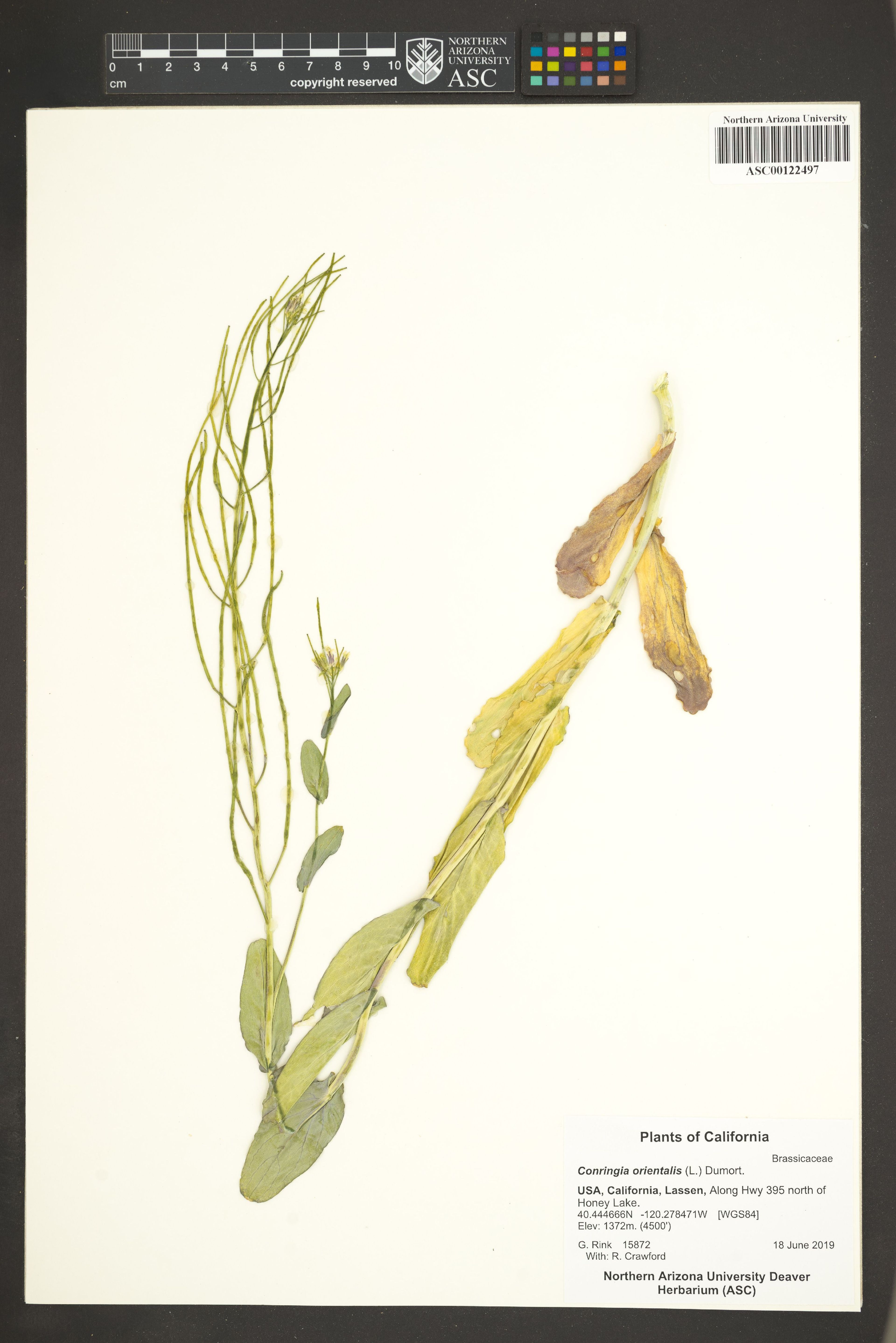 Conringia orientalis - 52