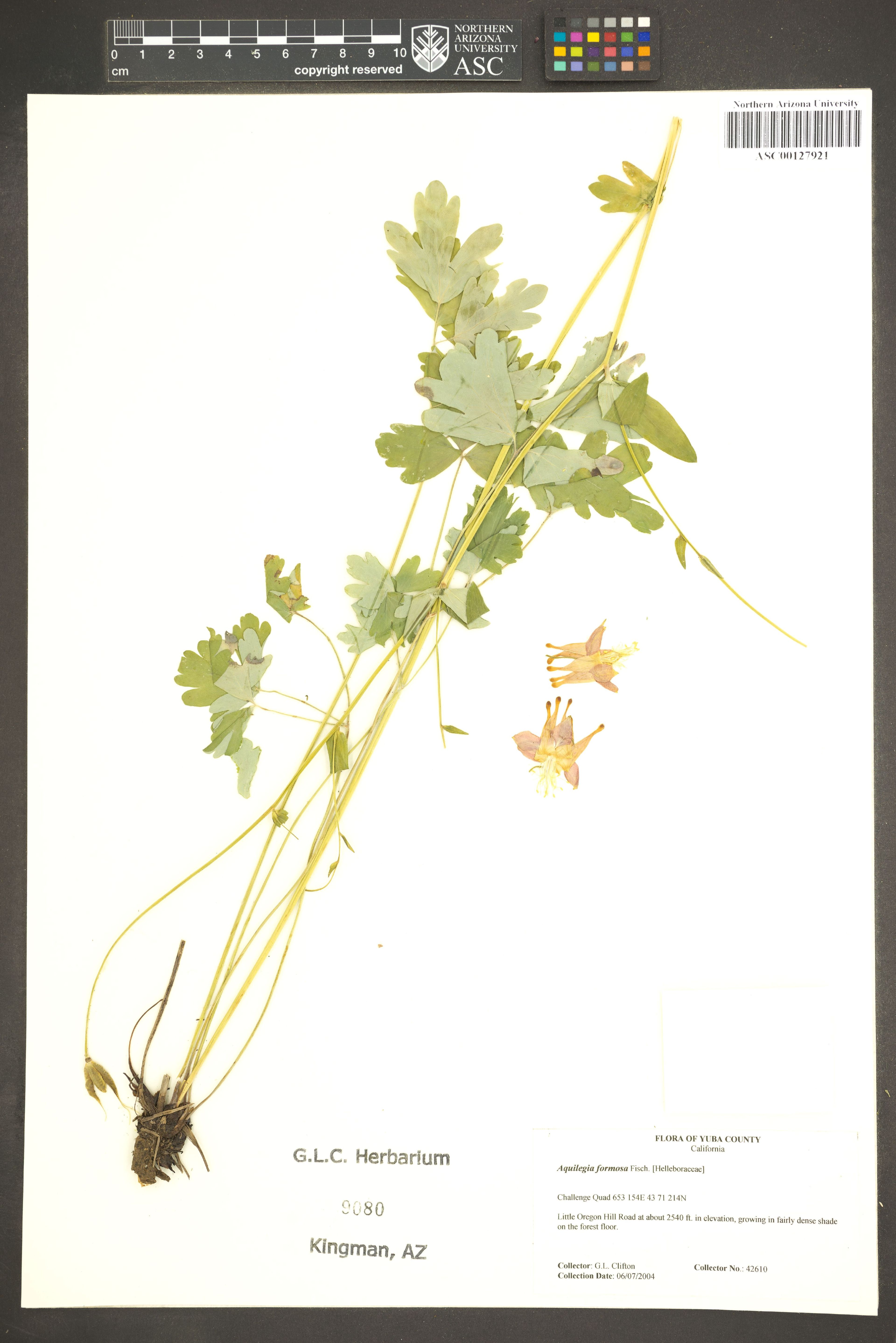 Aquilegia formosa - 61