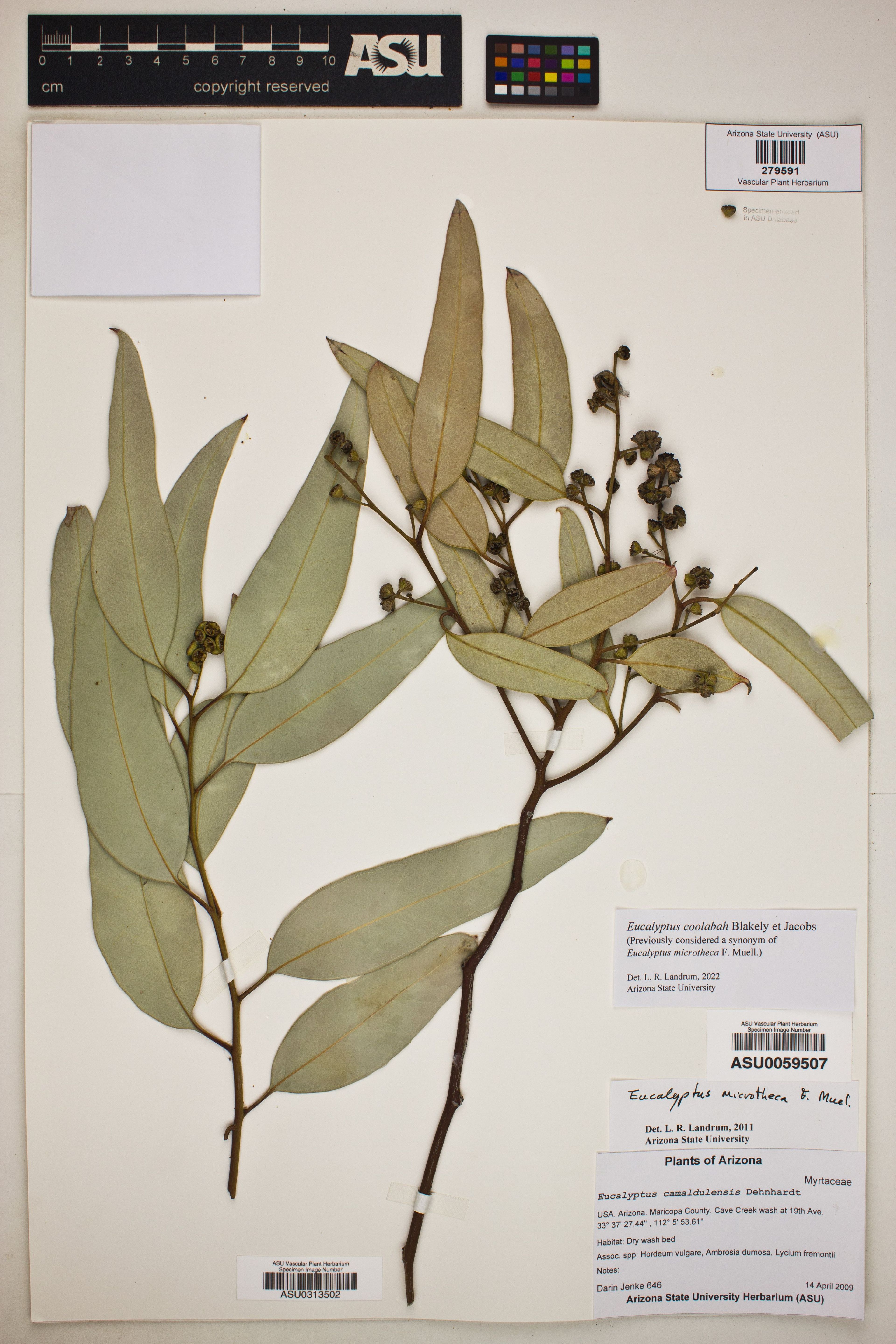 Eucalyptus microtheca - 3