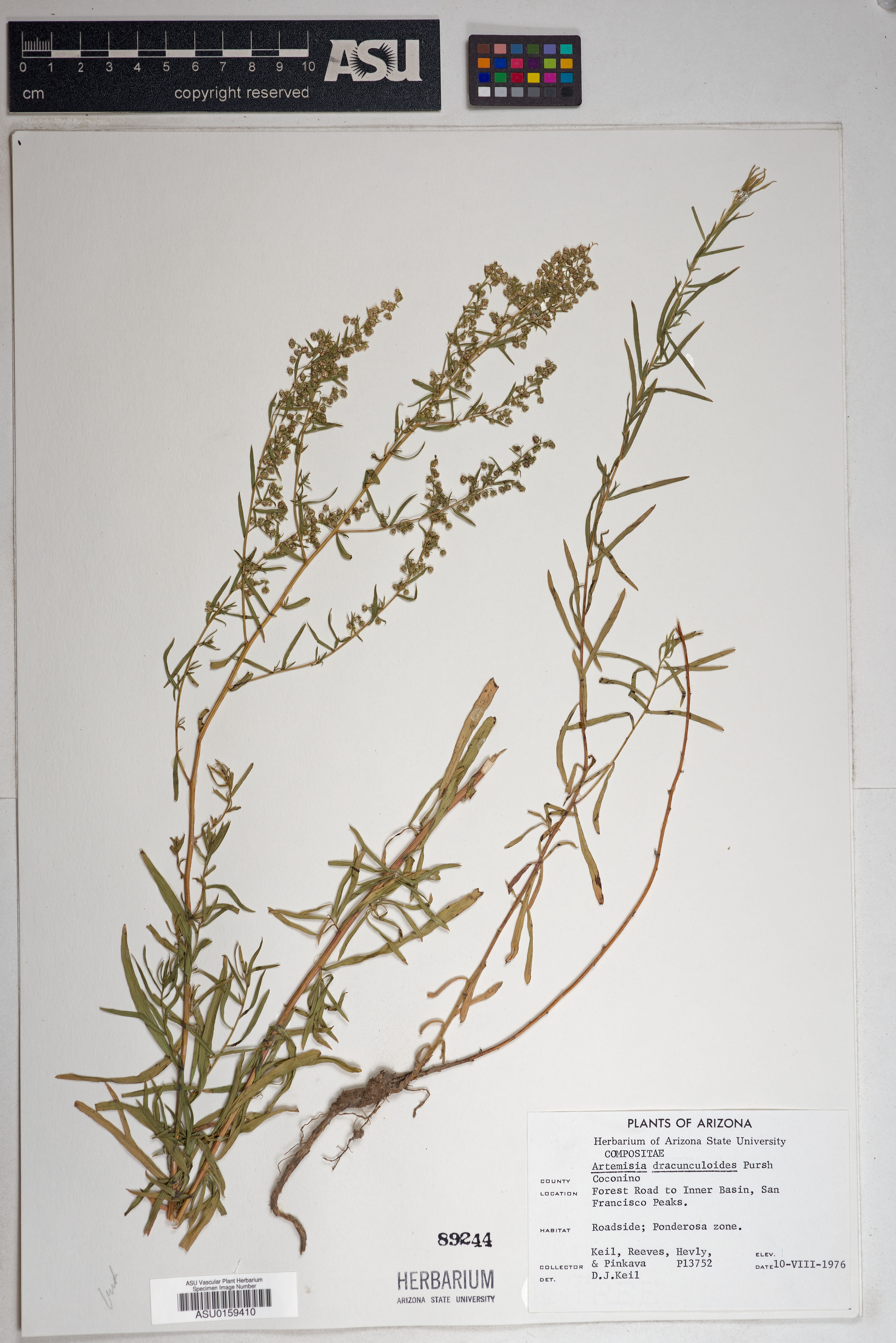 Artemisia dracunculoides - 1