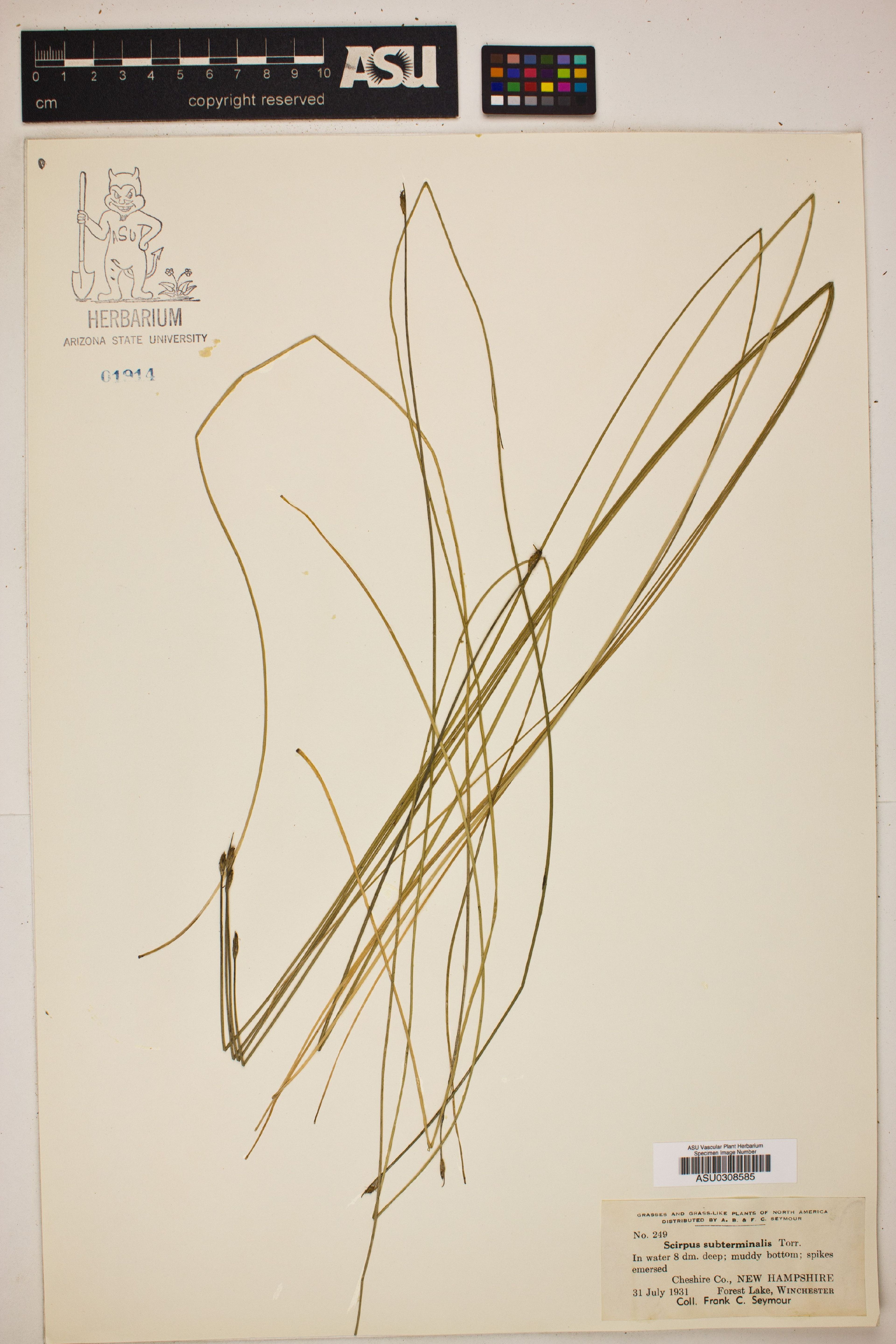 Scirpus subterminalis - 17