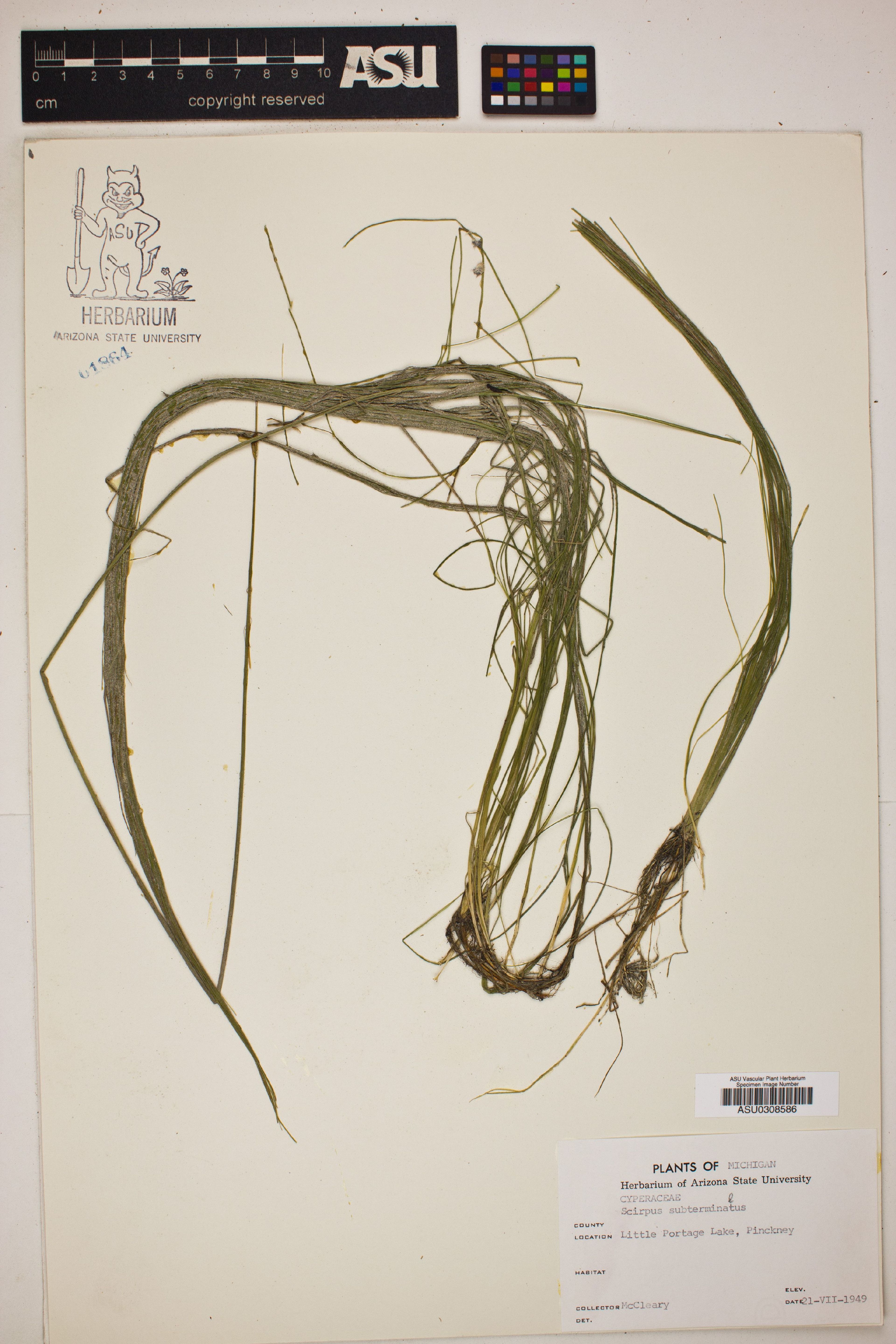 Scirpus subterminalis - 79