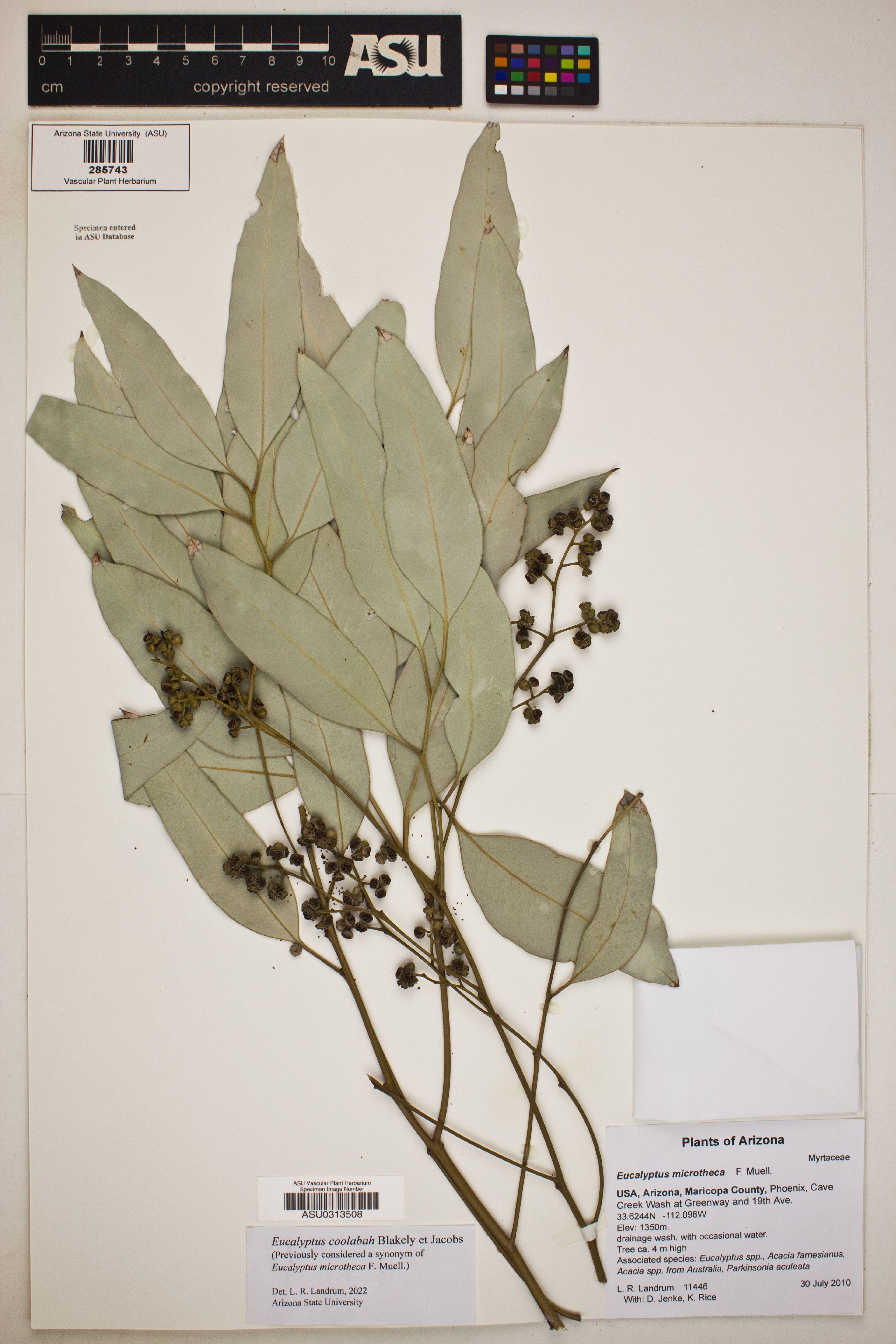 Eucalyptus microtheca - 75