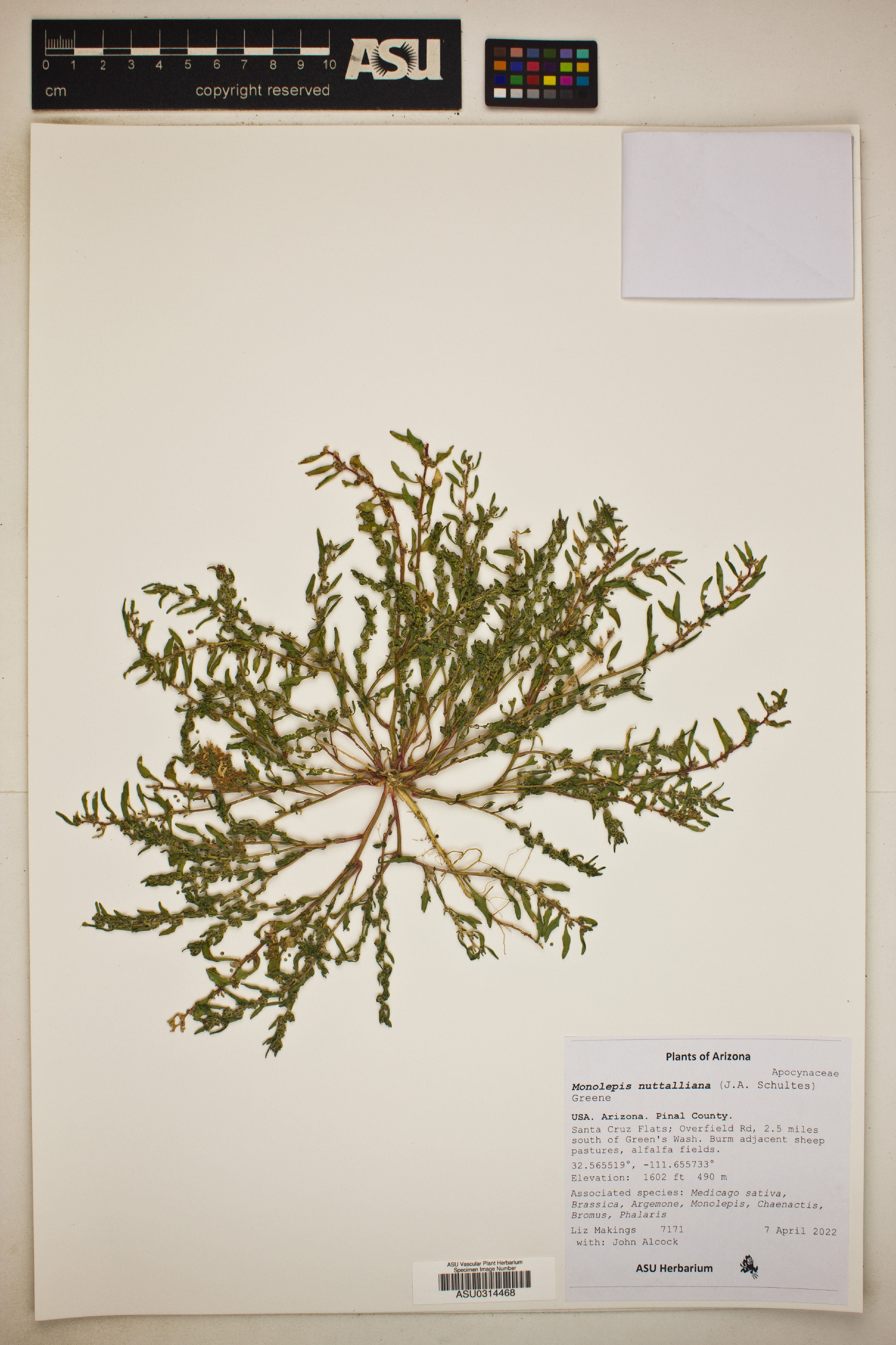 Monolepis nuttalliana - 51
