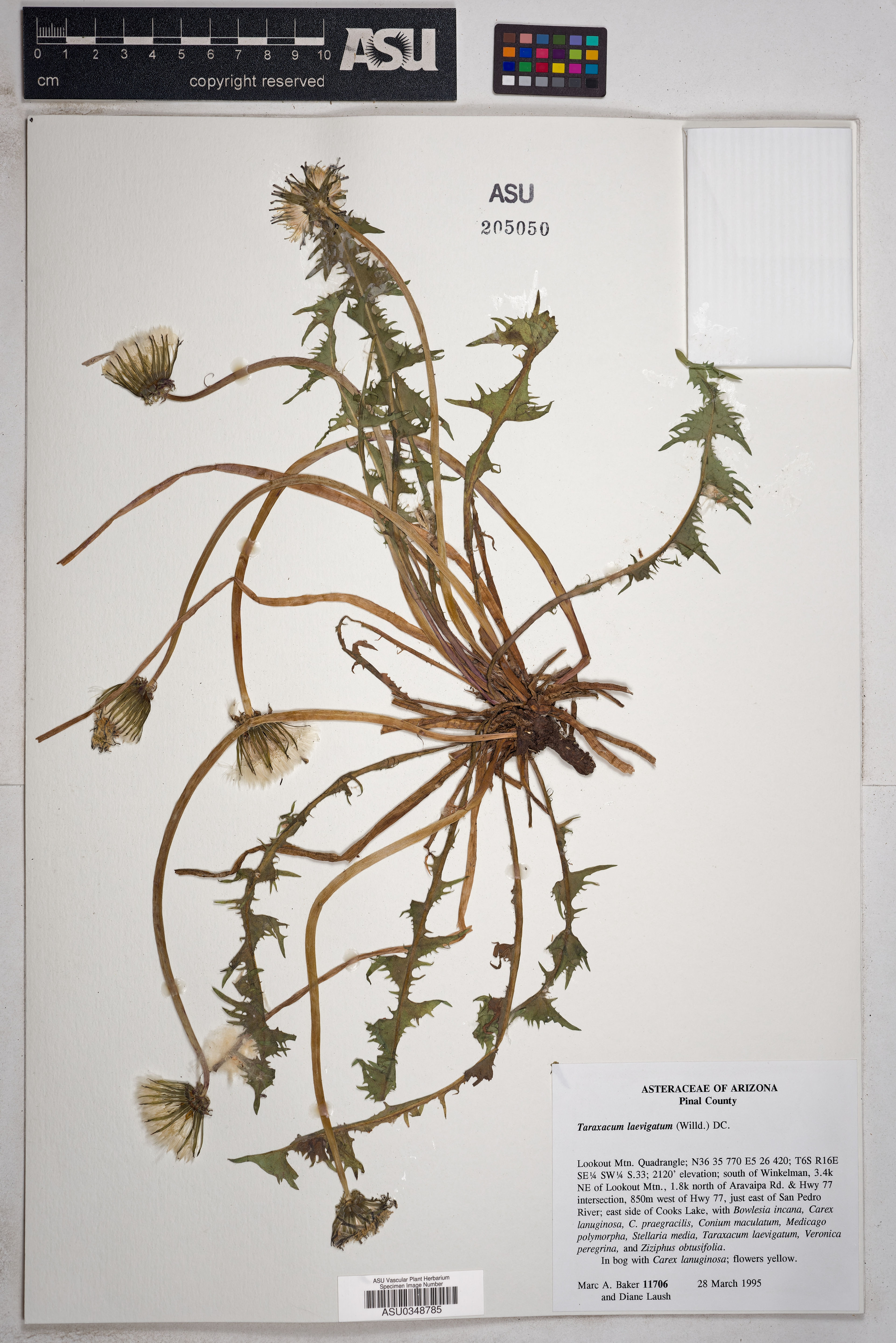 Taraxacum laevigatum - 56