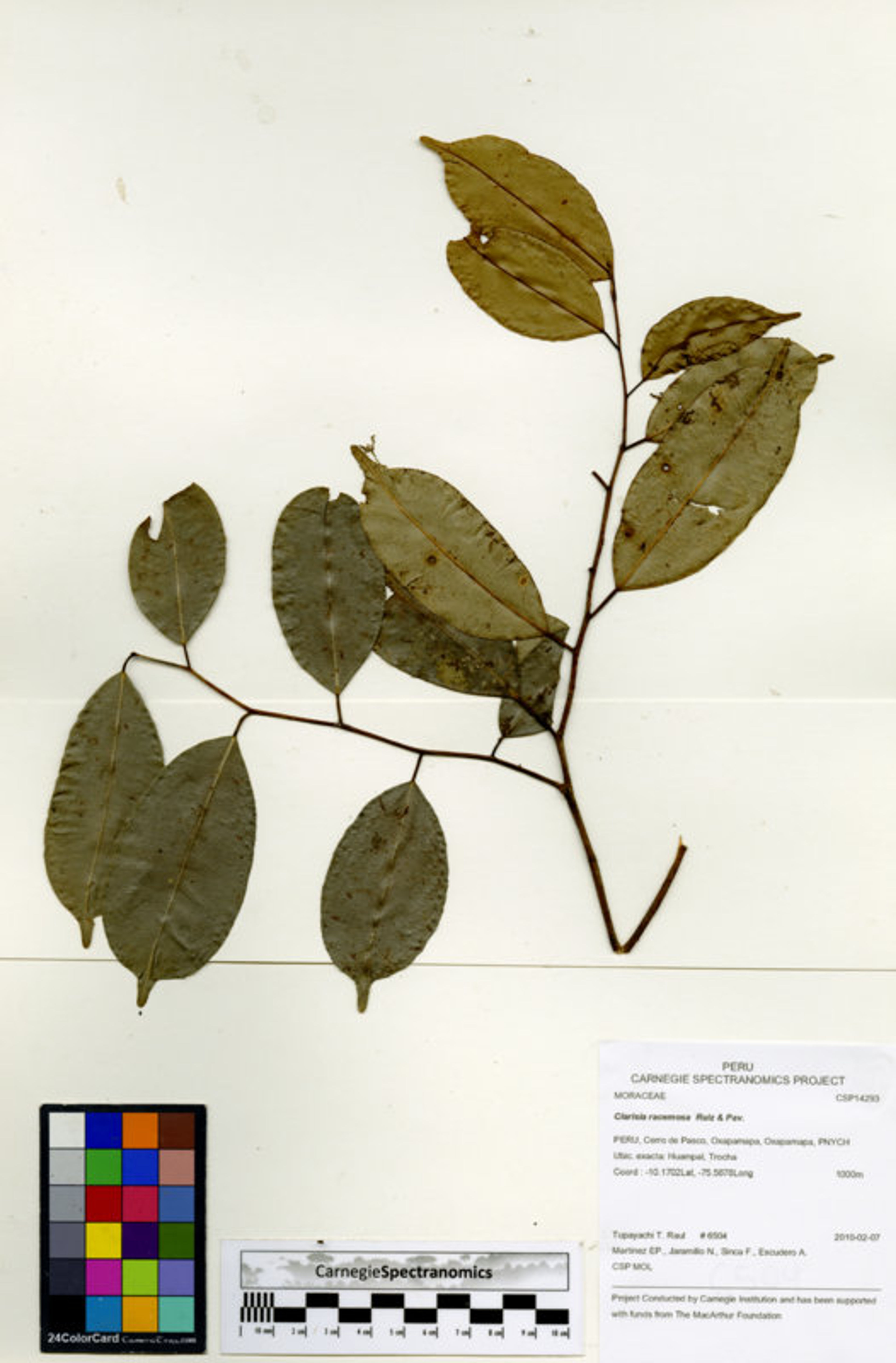 Clarisia racemosa - 37