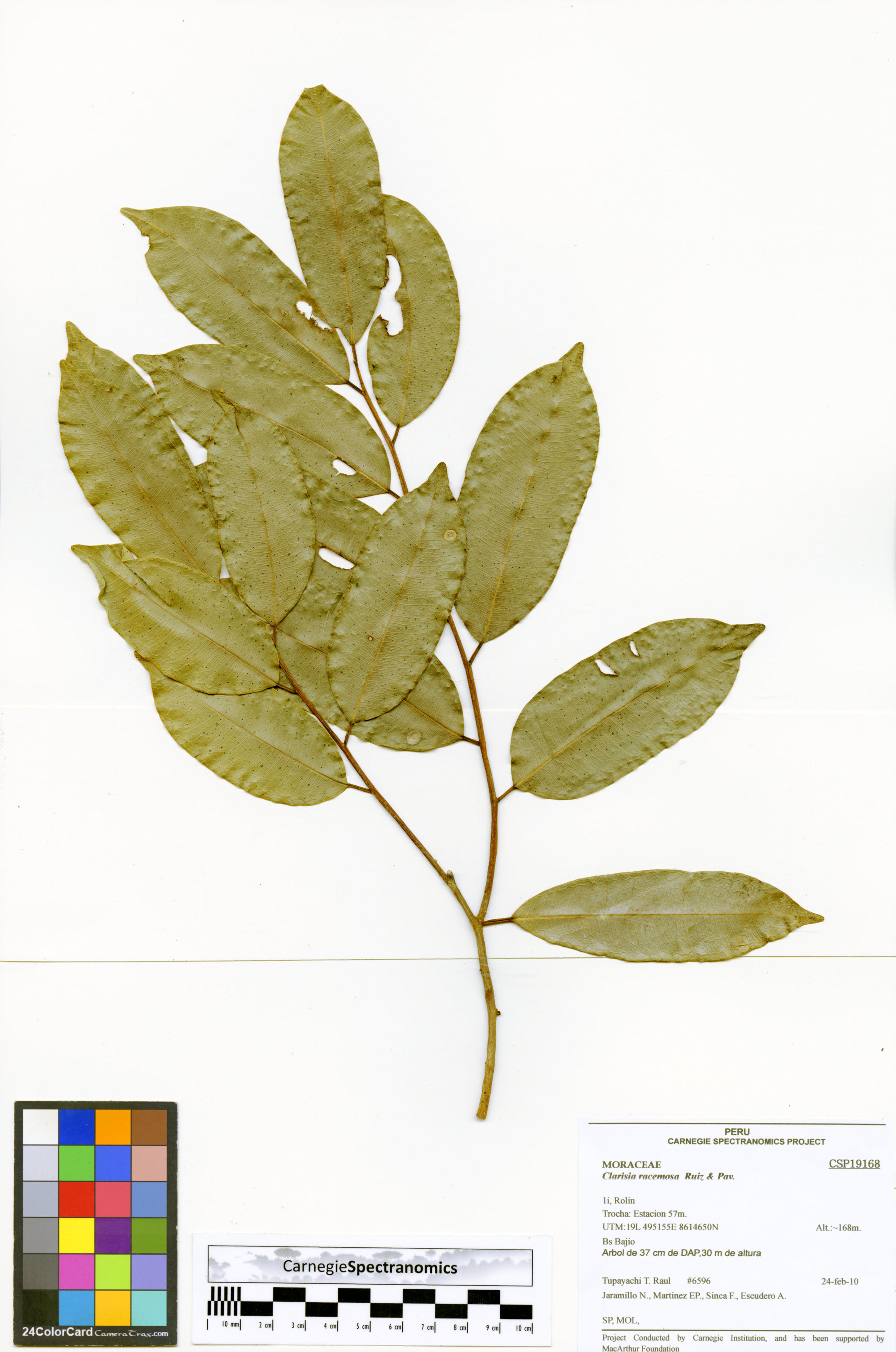 Clarisia racemosa - 70