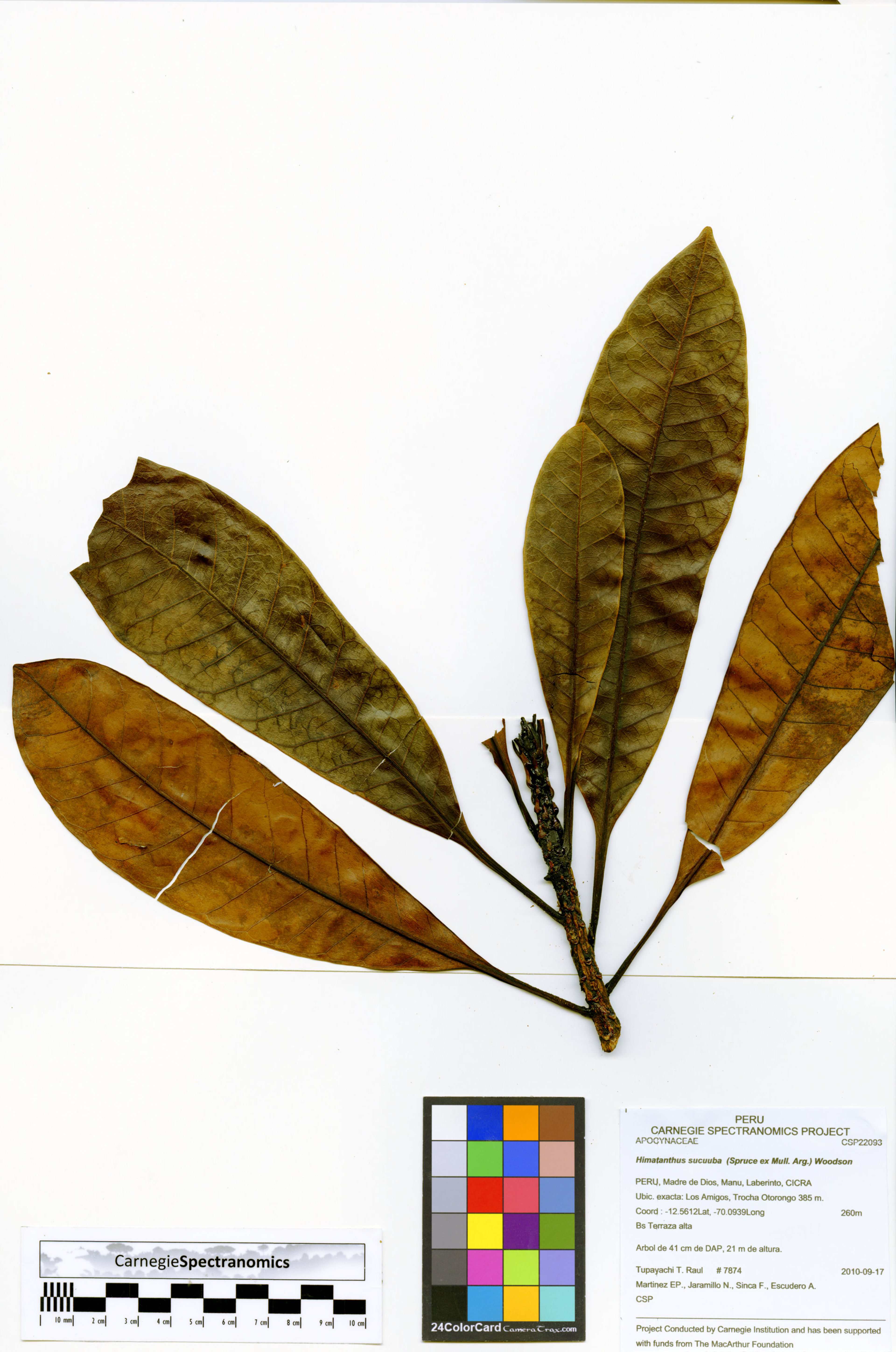 Himatanthus sucuuba - 73