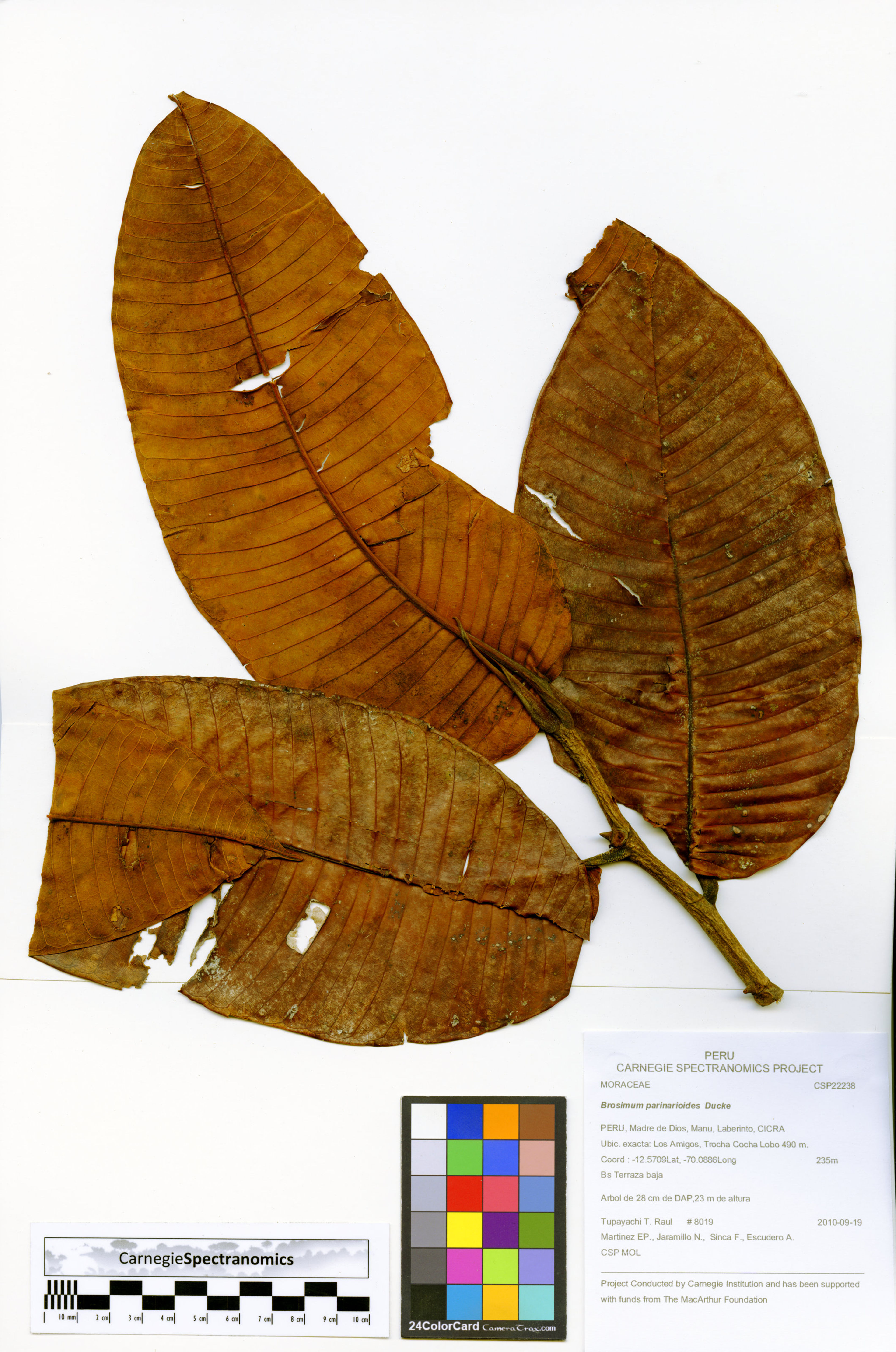 Brosimum parinarioides - 23