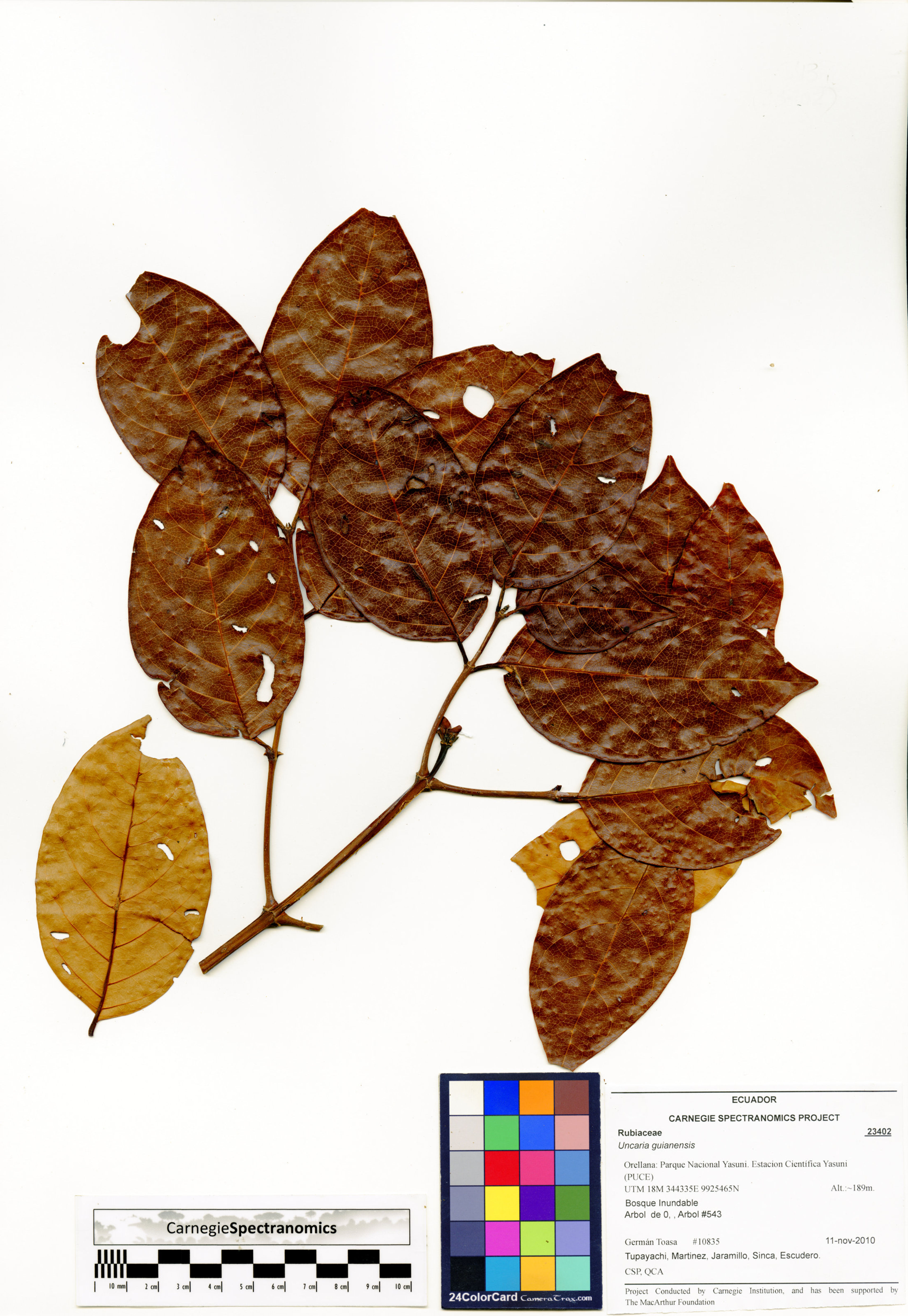 Uncaria guianensis - 22