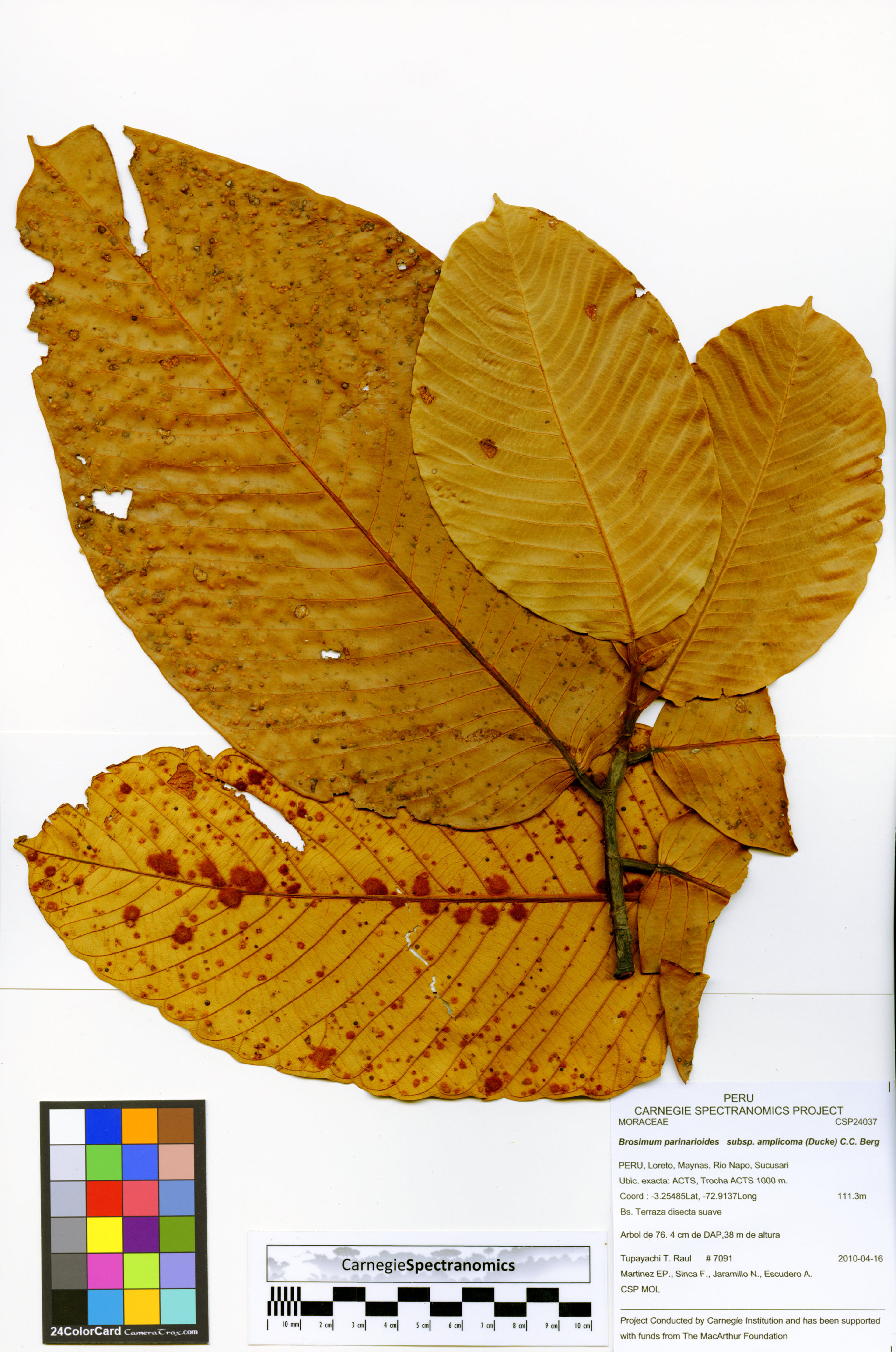 Brosimum parinarioides - 75
