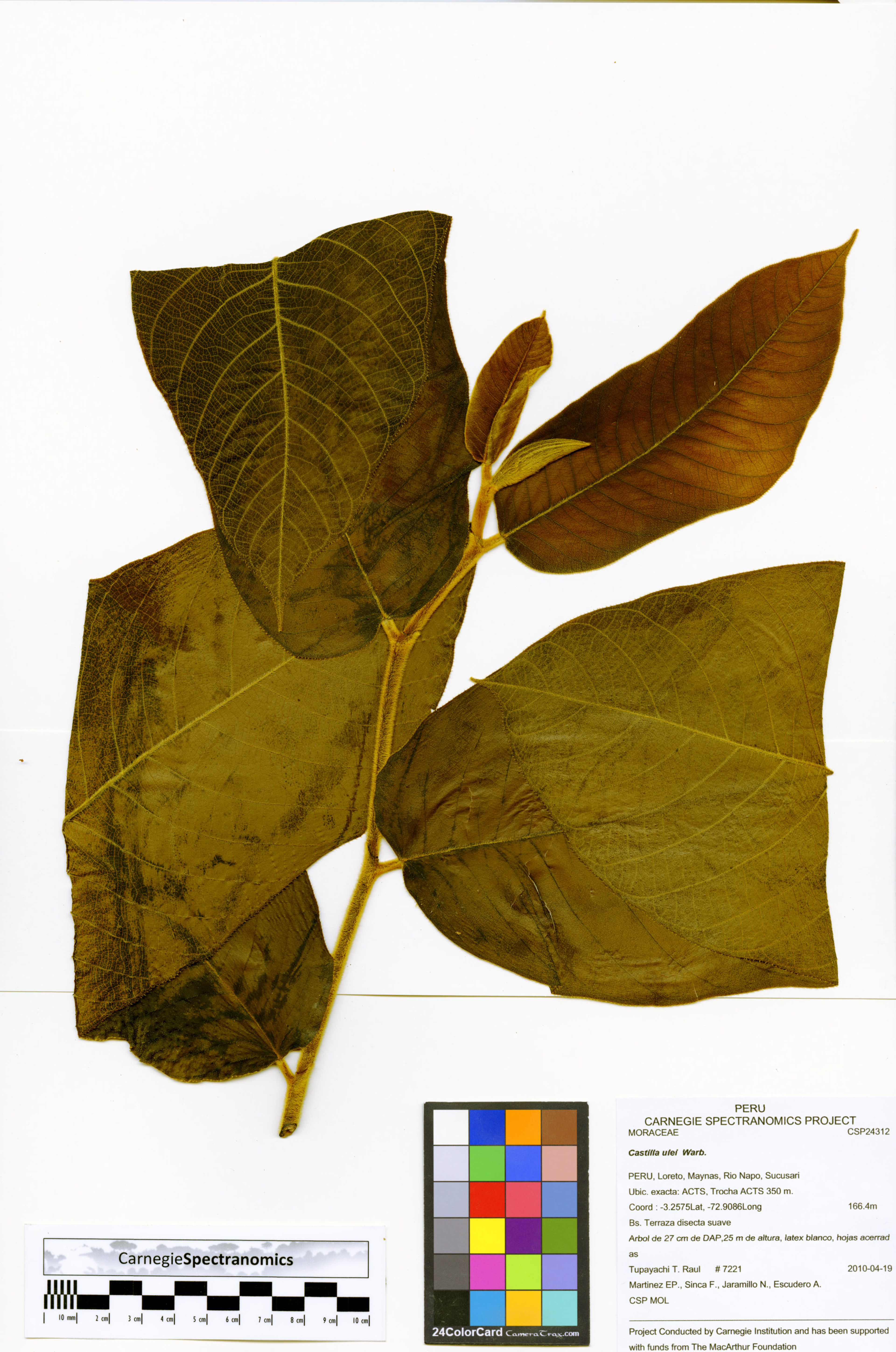 Castilla ulei - 111