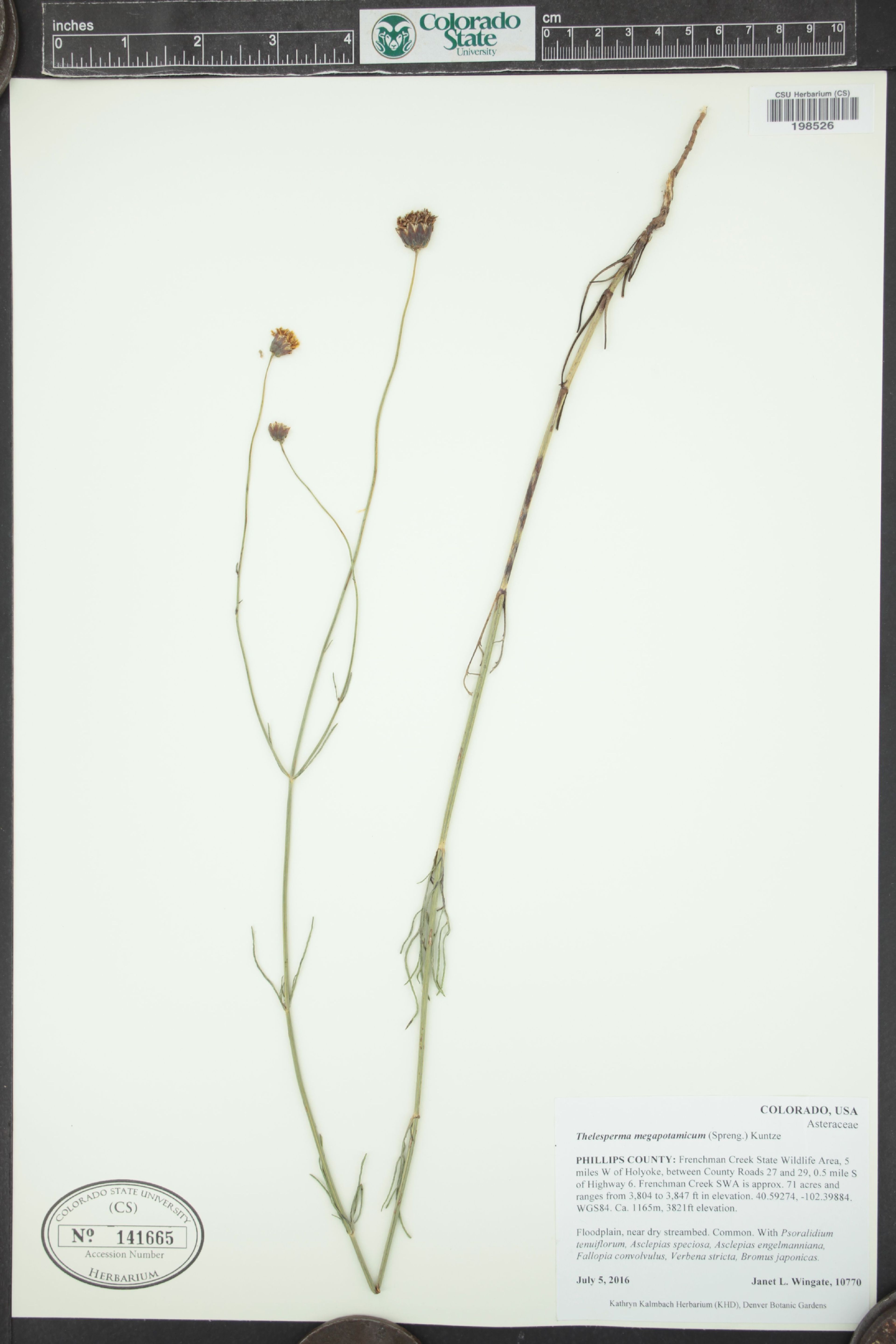 Thelesperma megapotamicum - 21