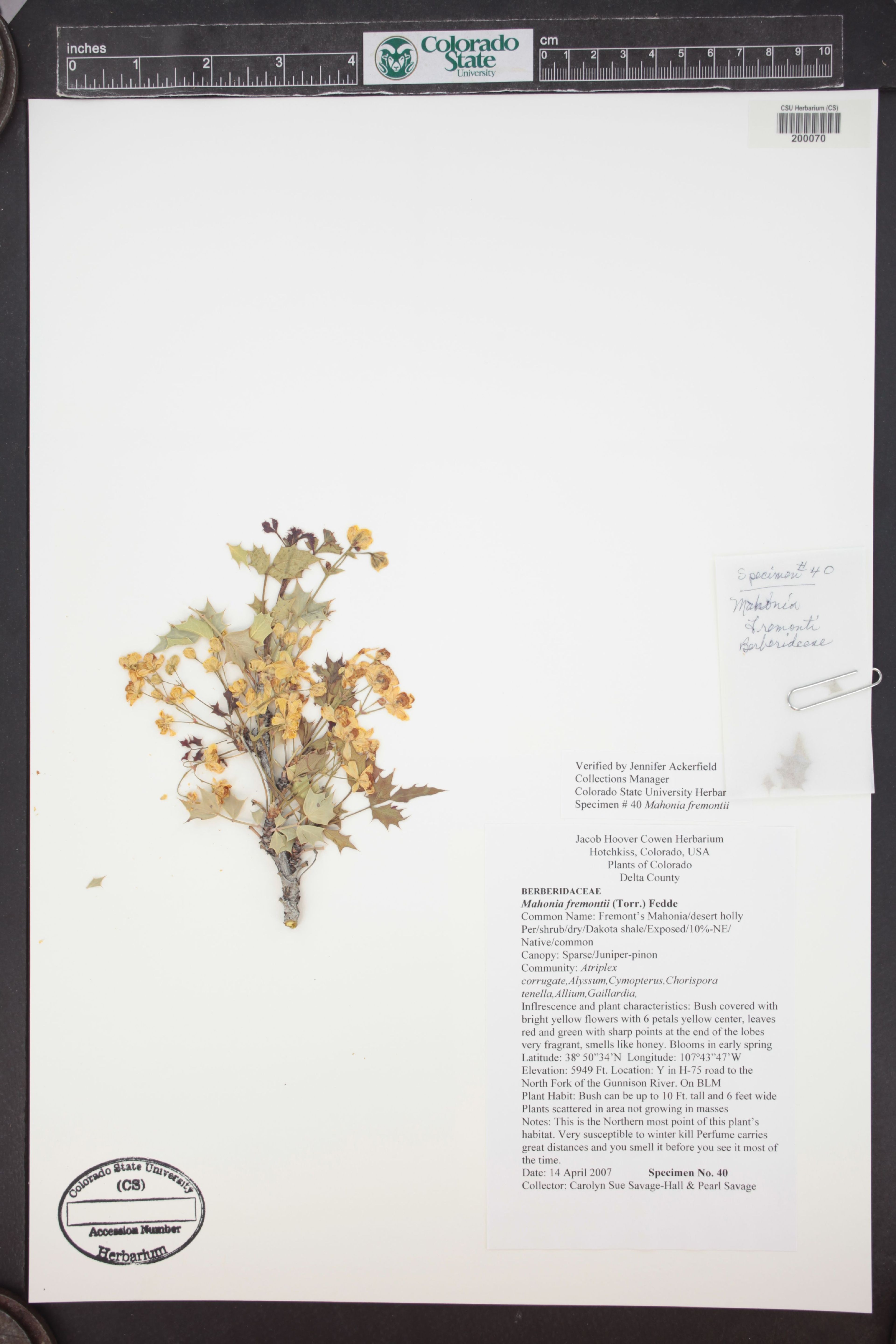 Mahonia fremontii - 51