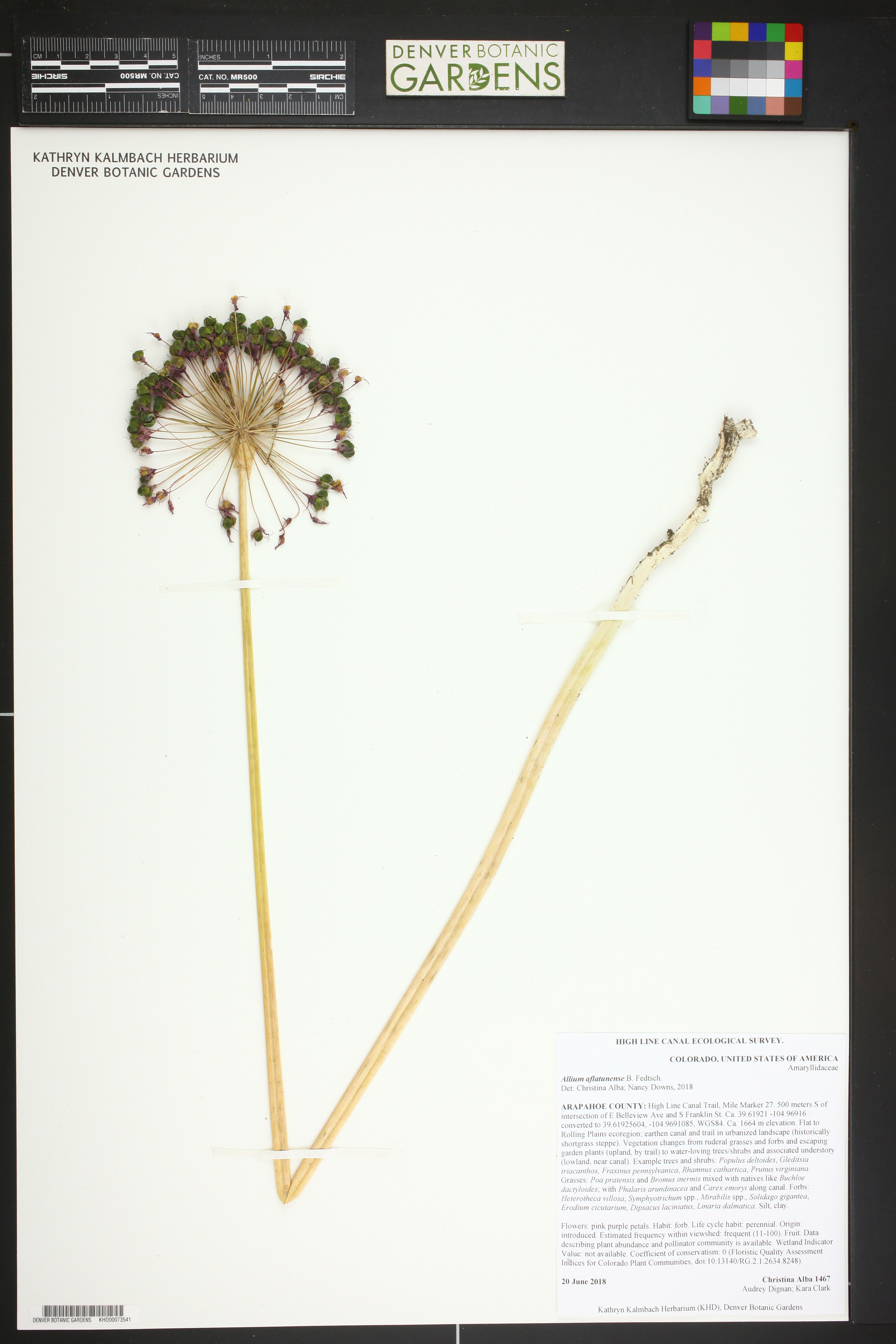 Allium aflatunense - 182