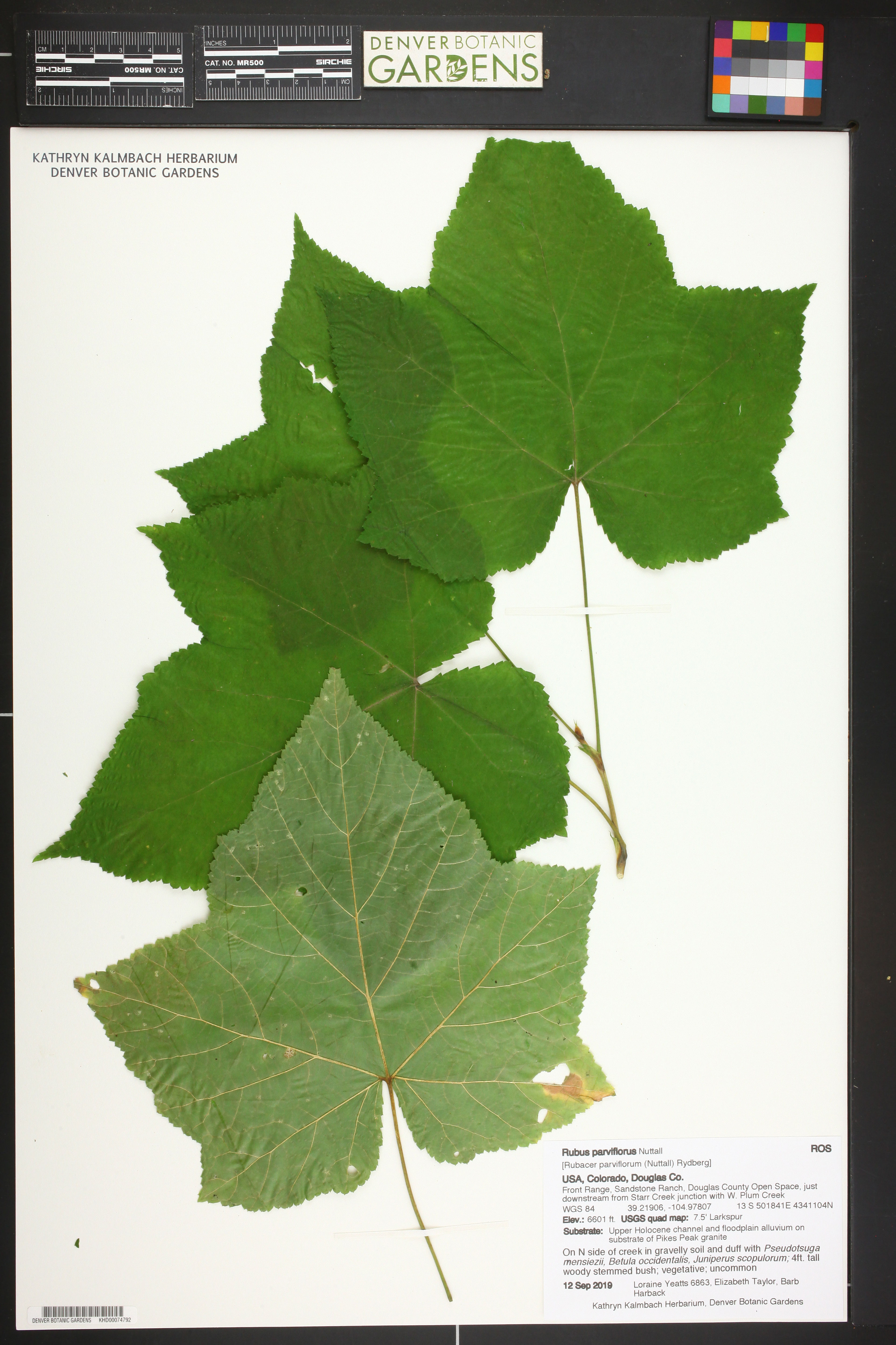 Rubus parviflorus - 628