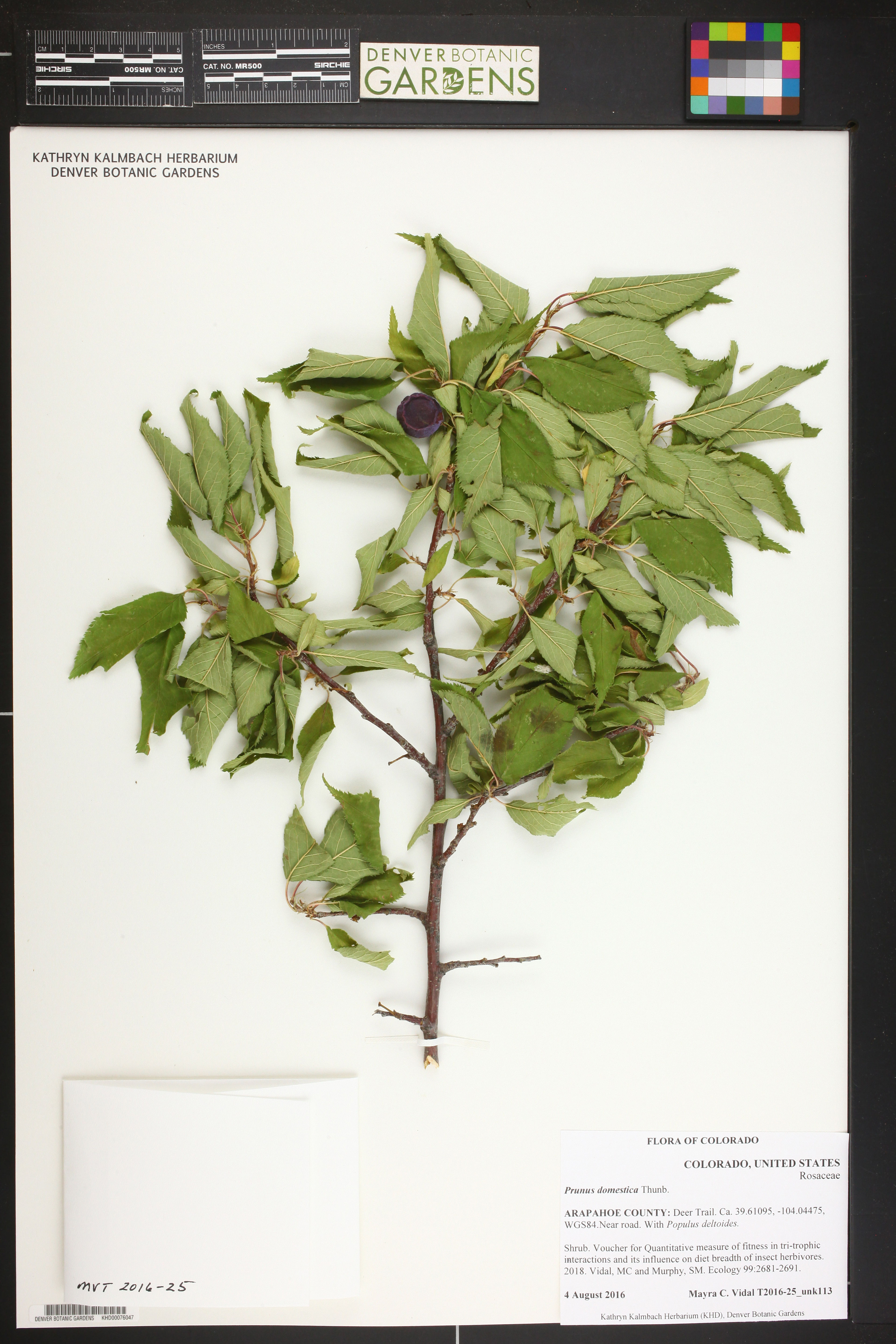 Prunus domestica - 28