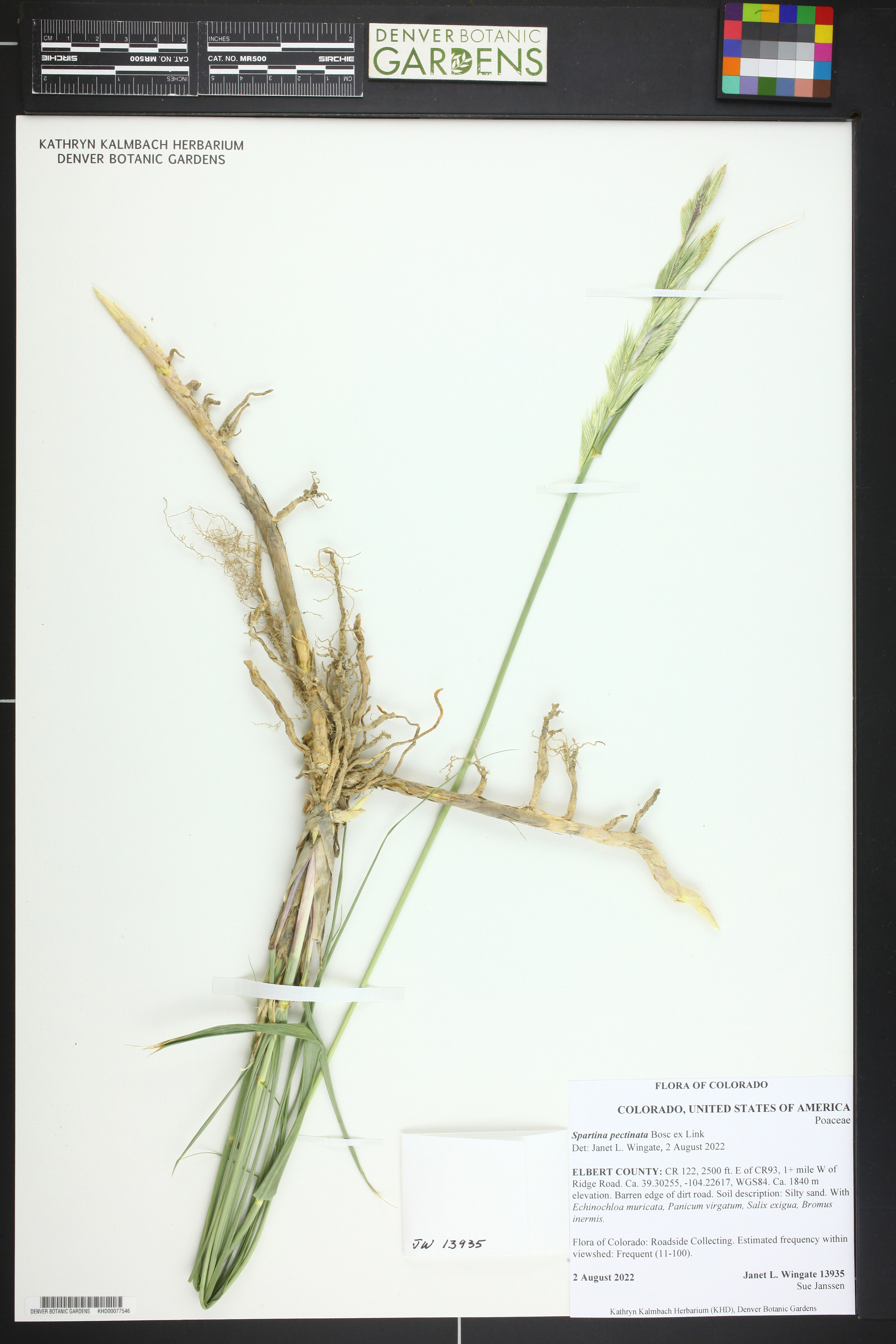 Spartina pectinata - 52