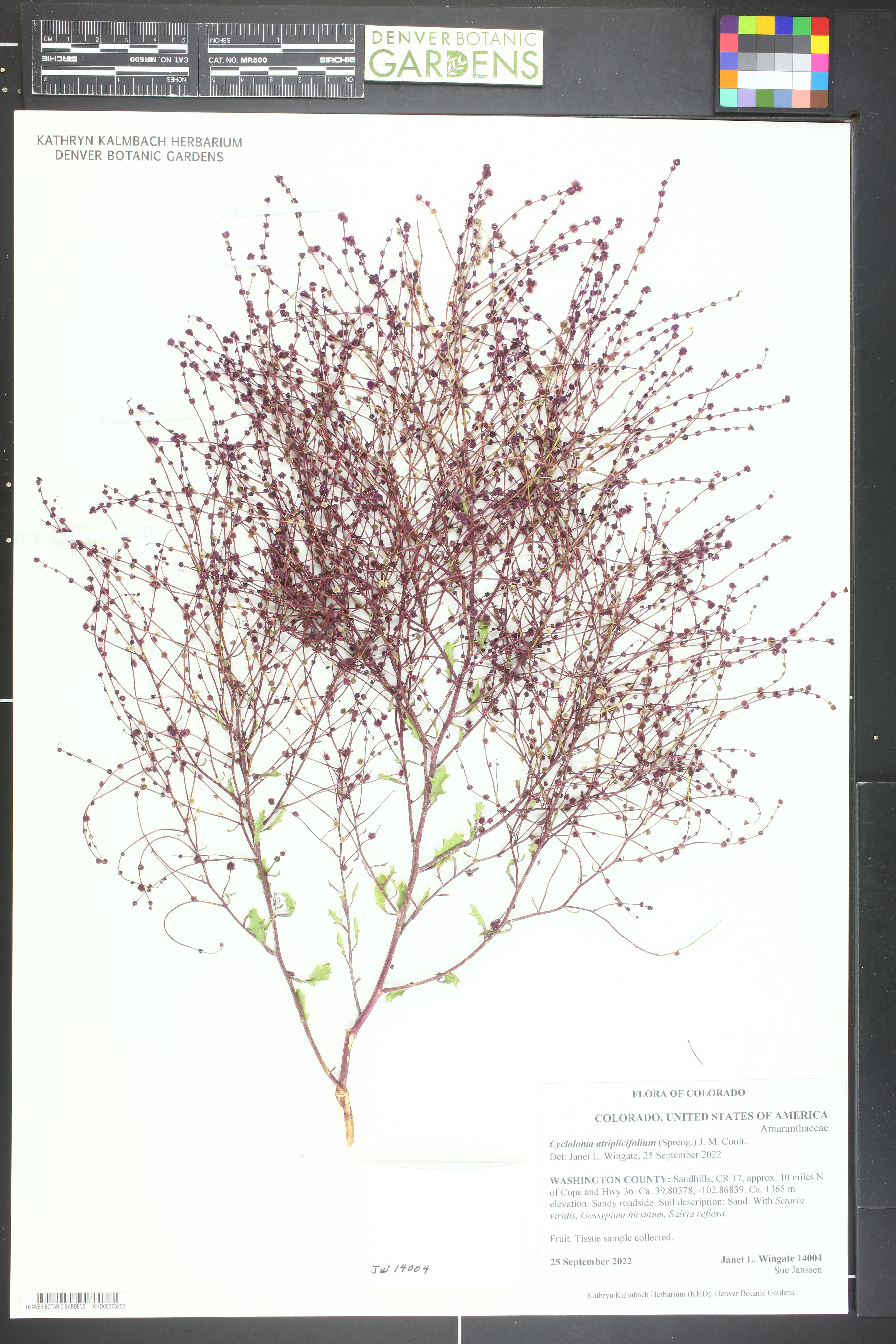 Cycloloma atriplicifolium - 63