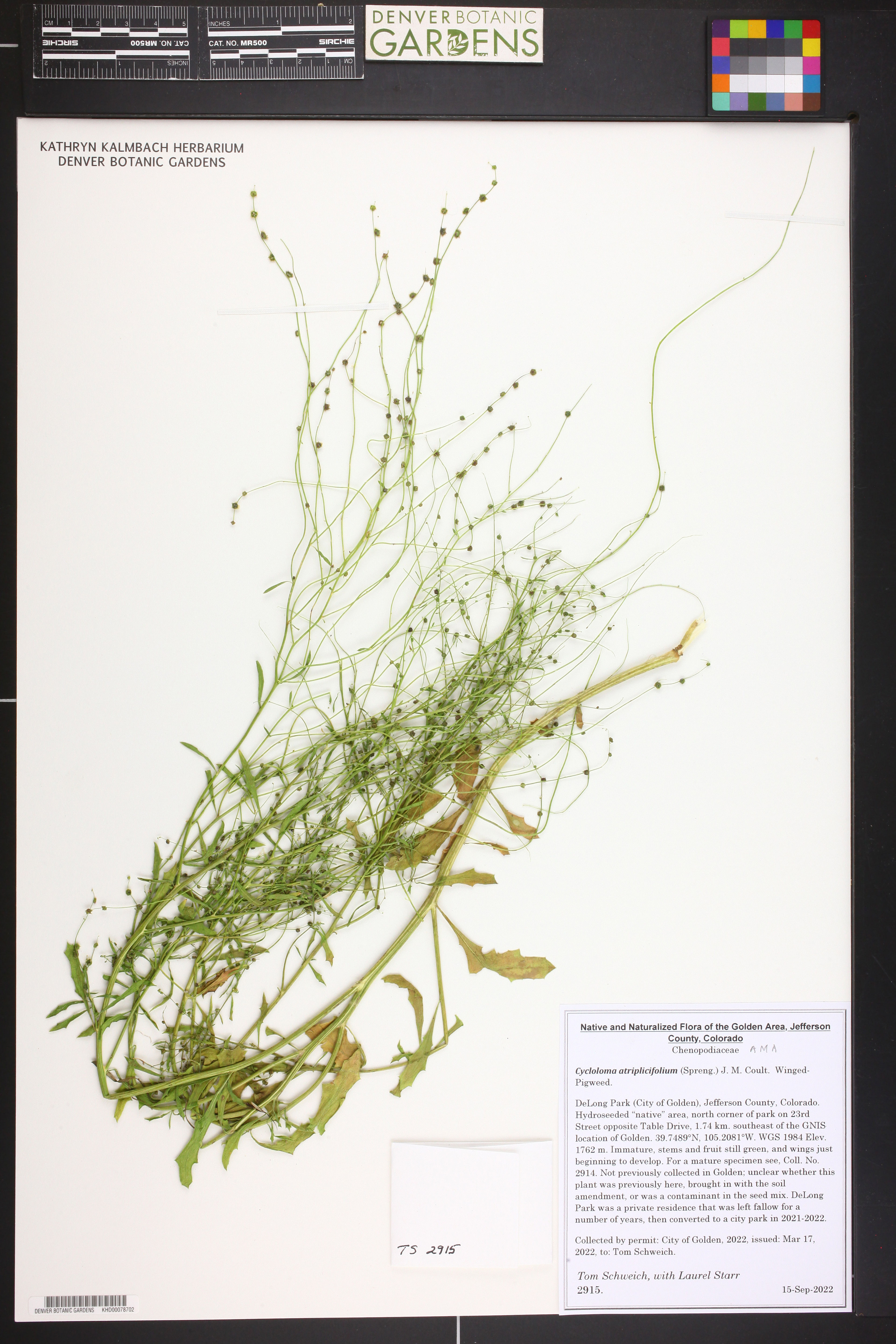 Cycloloma atriplicifolium - 79