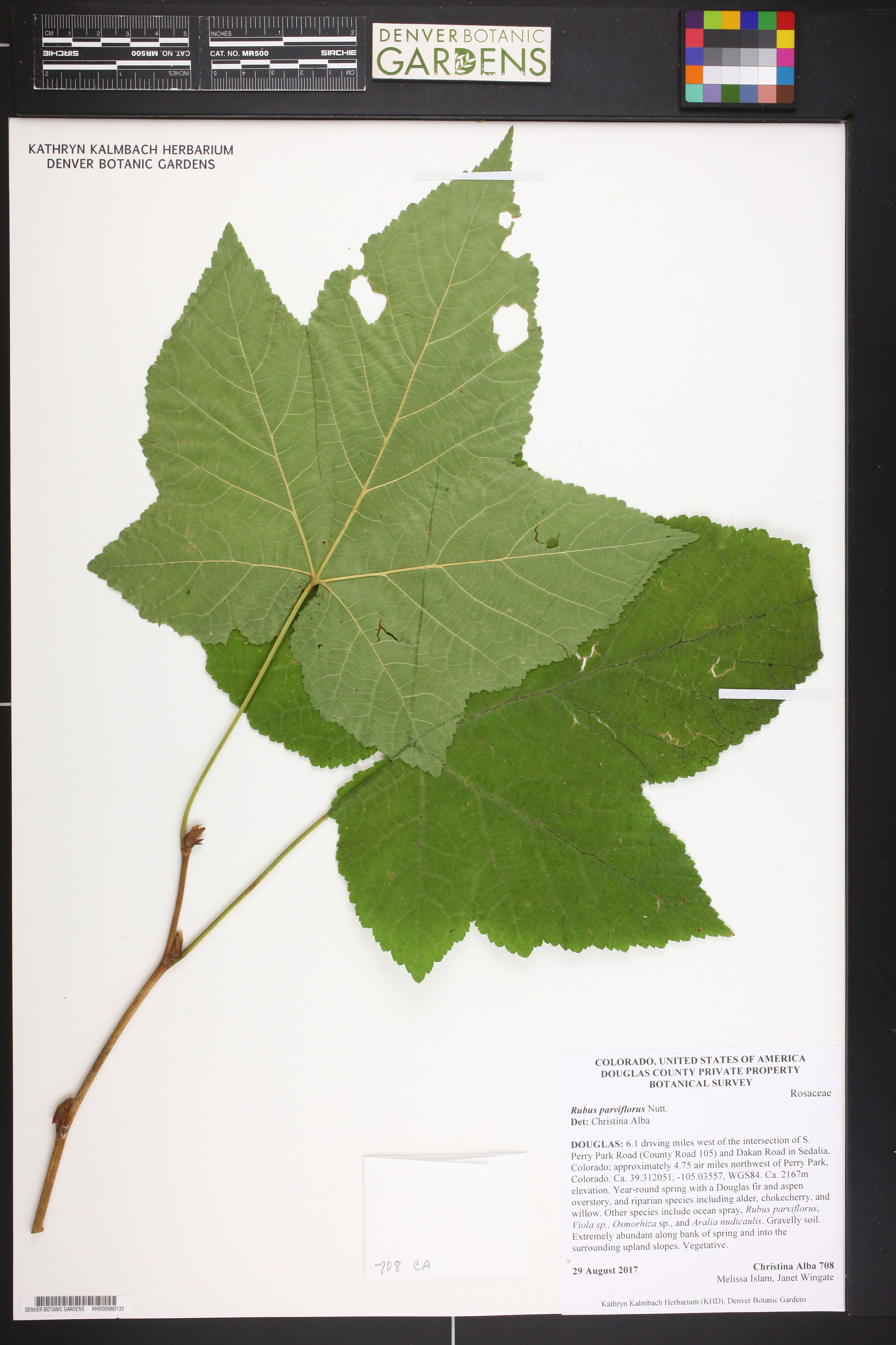 Rubus parviflorus - 563