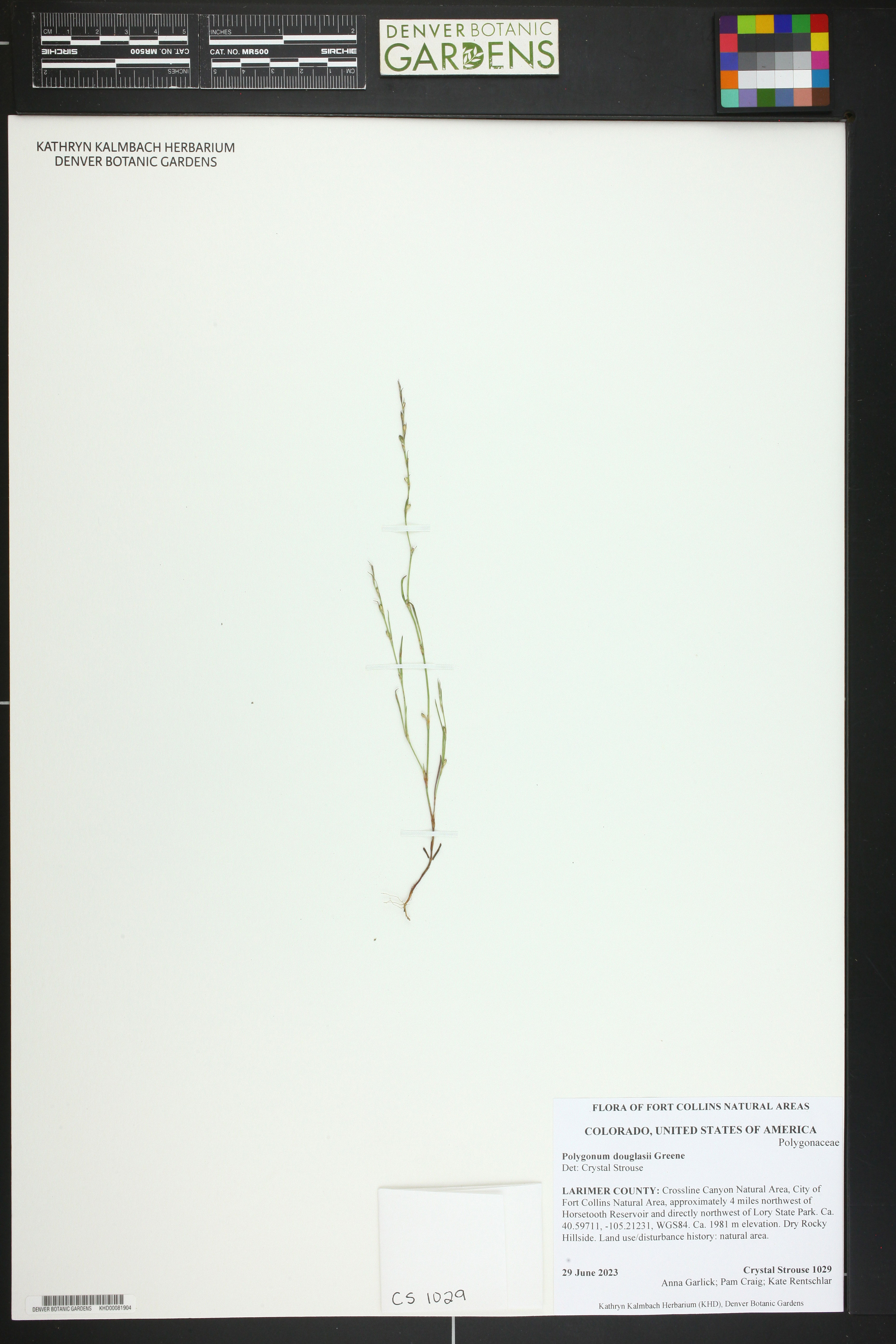 Polygonum douglasii - 45
