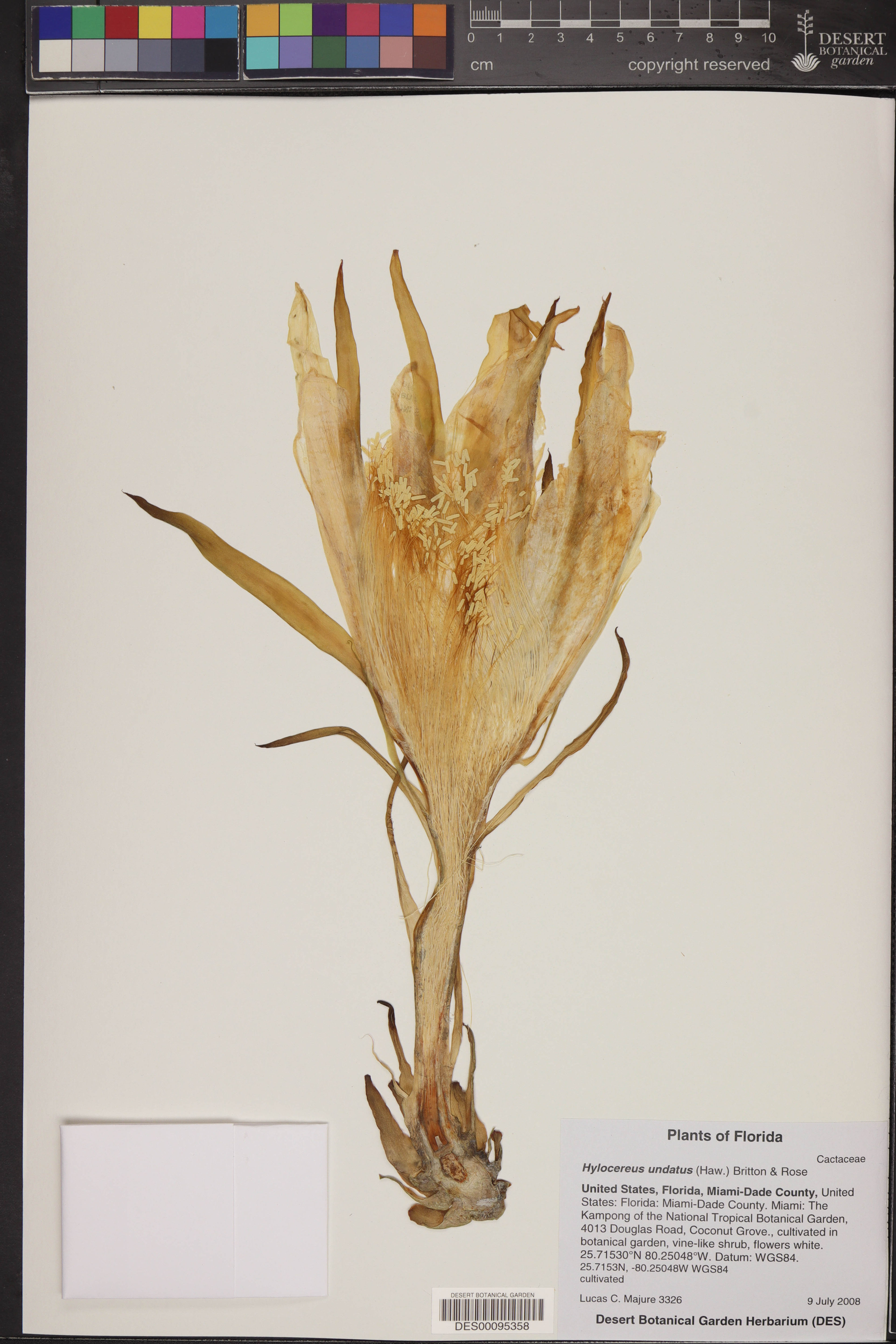 Hylocereus undatus - 66