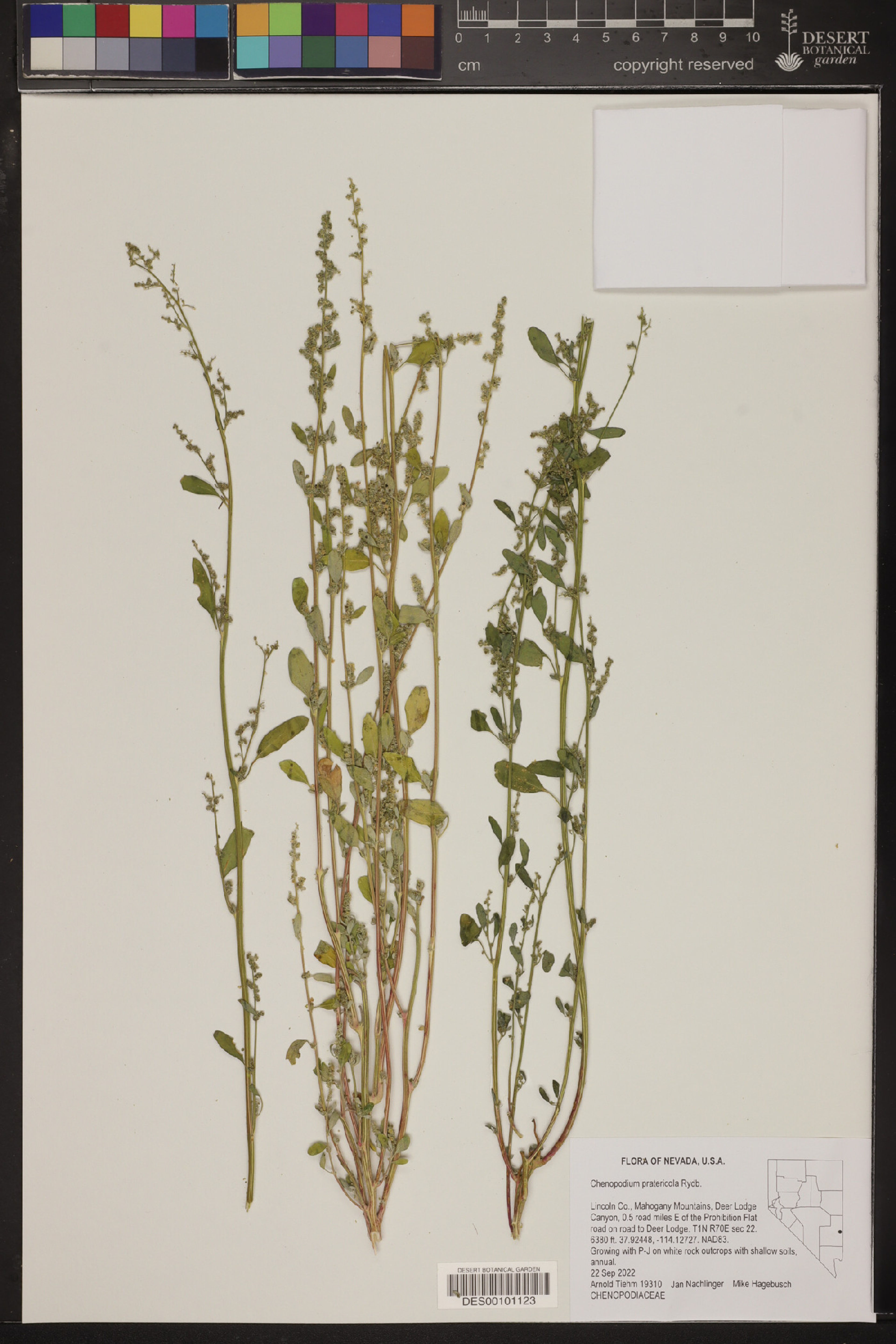 Chenopodium pratericola - 259