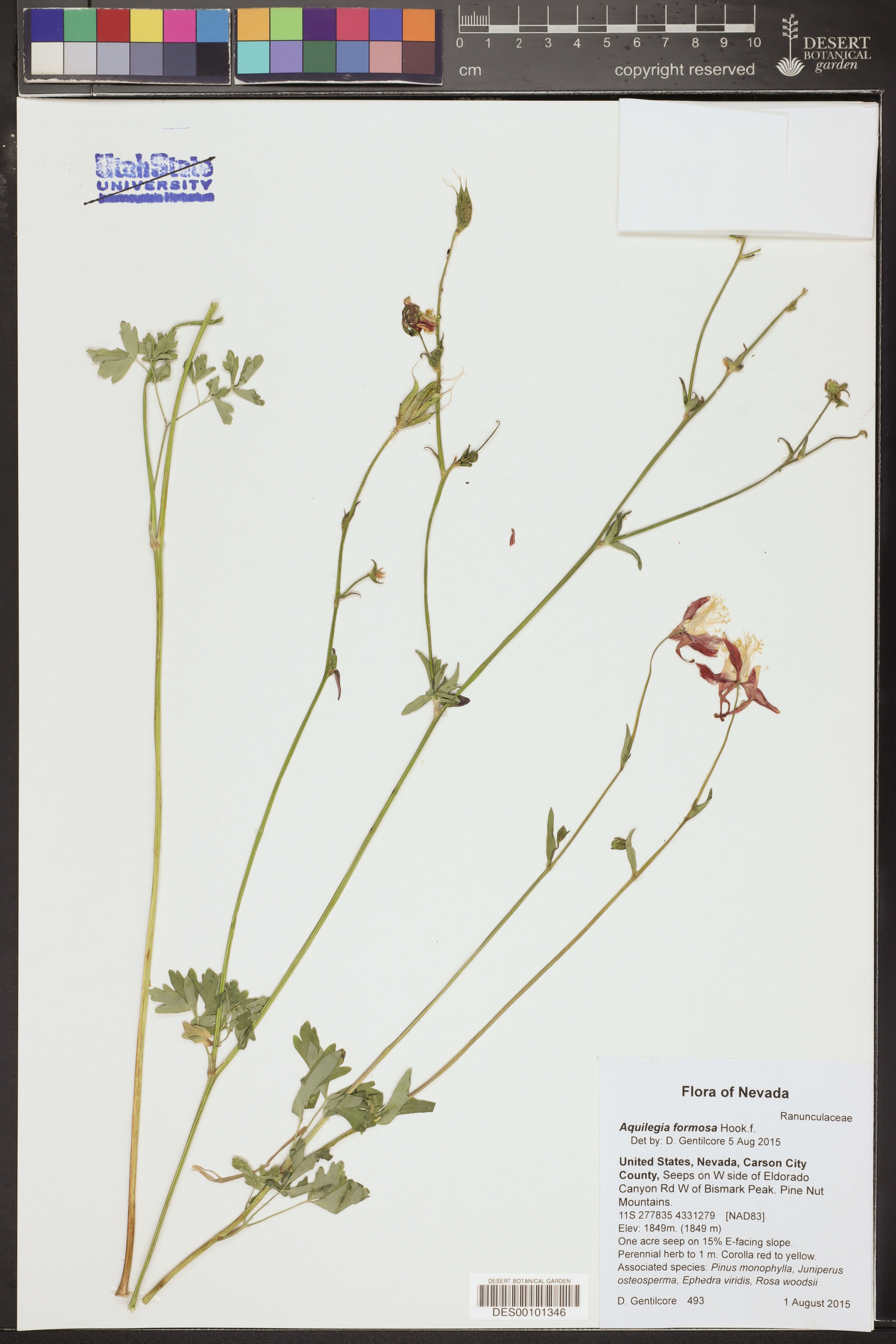 Aquilegia formosa - 12
