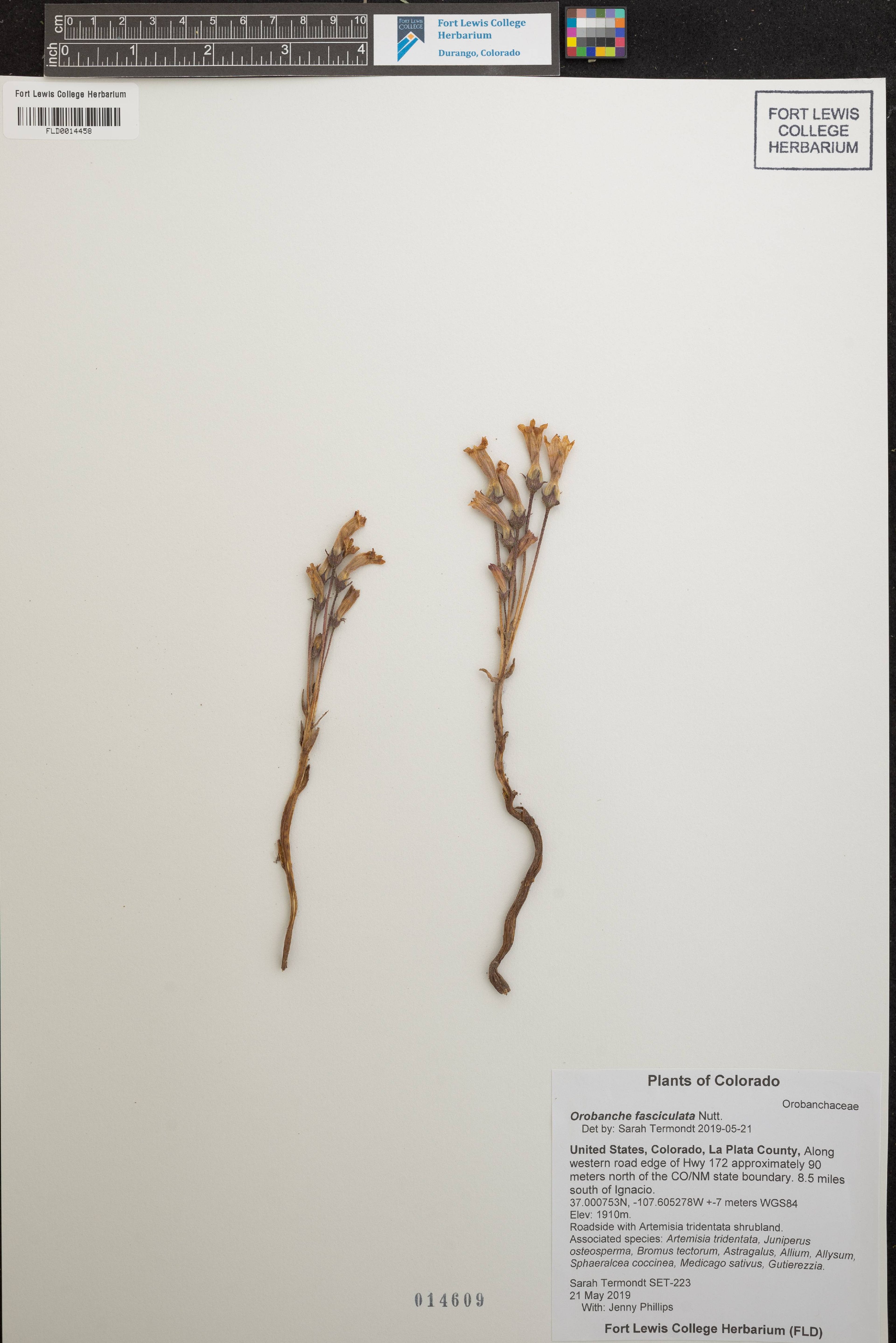 Orobanche fasciculata - 46