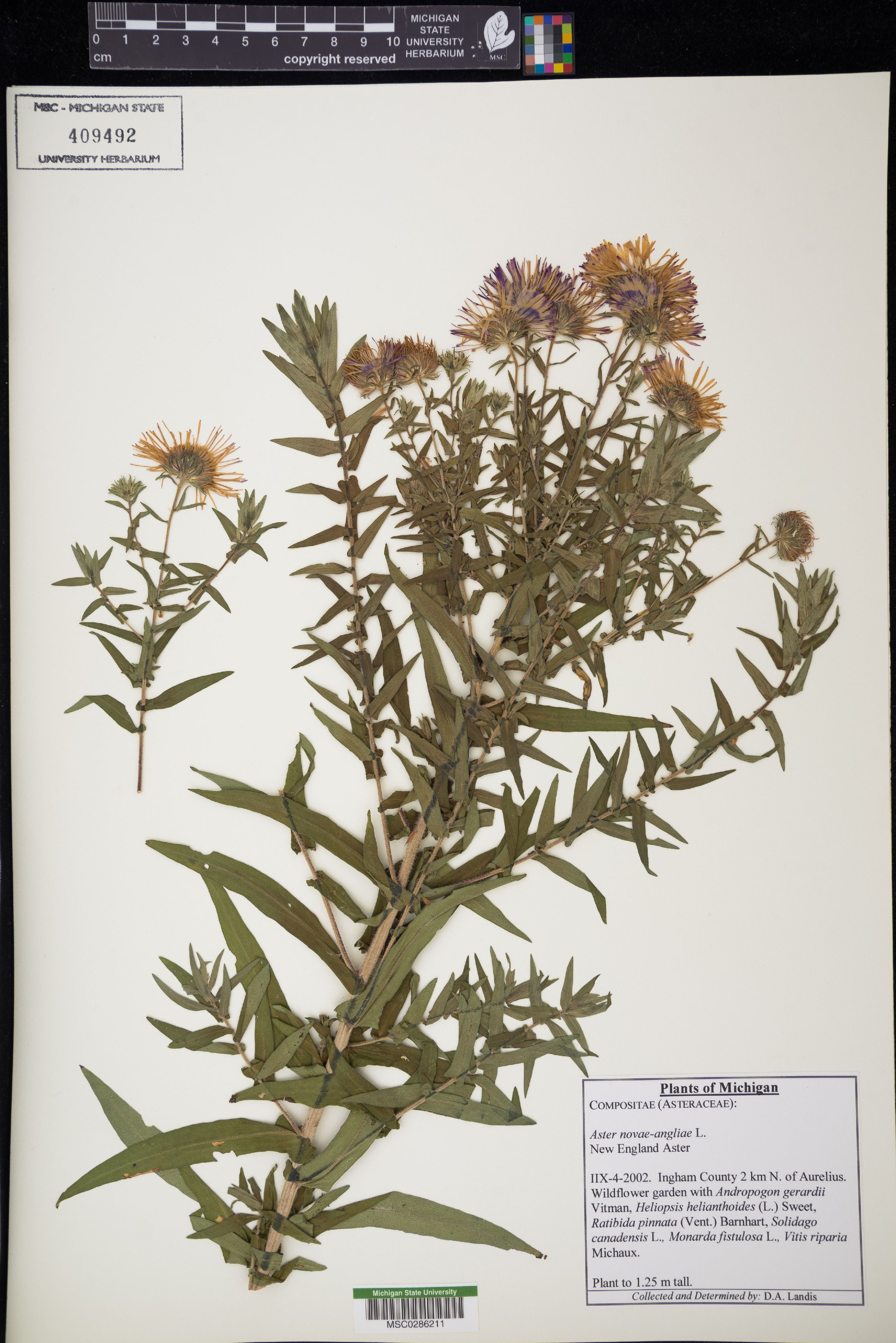 Aster novae-angliae - 85