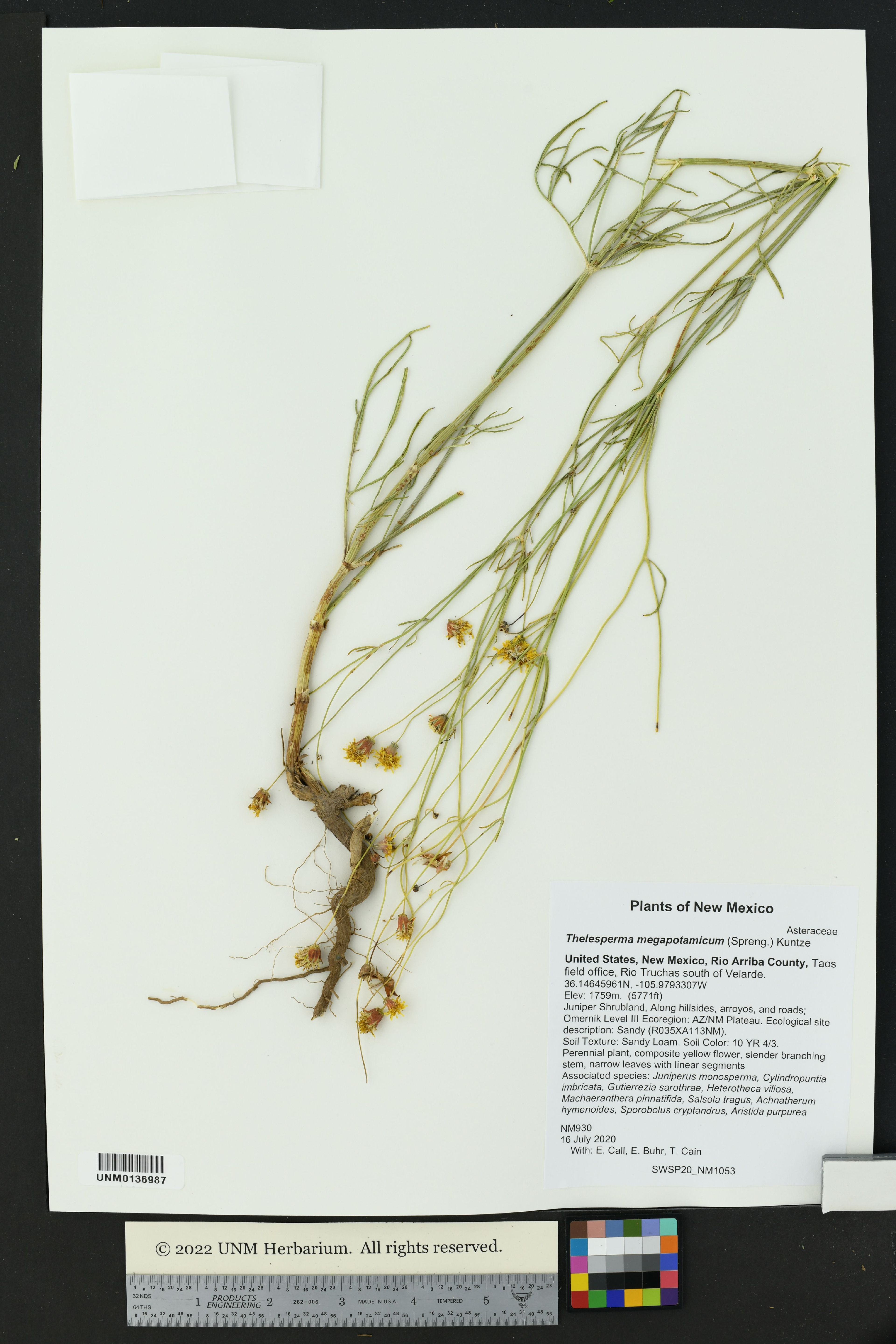 Thelesperma megapotamicum - 36