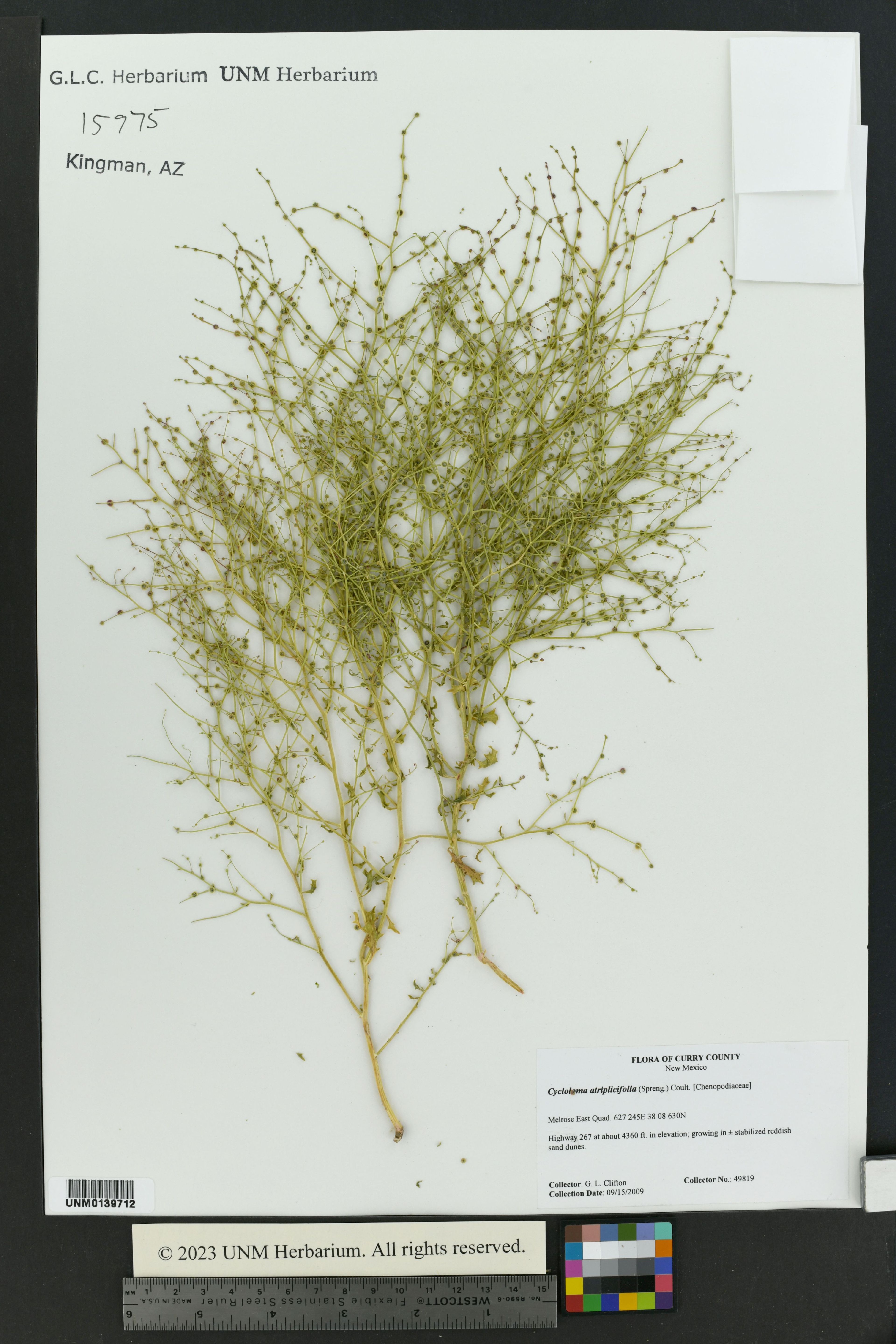 Cycloloma atriplicifolium - 56