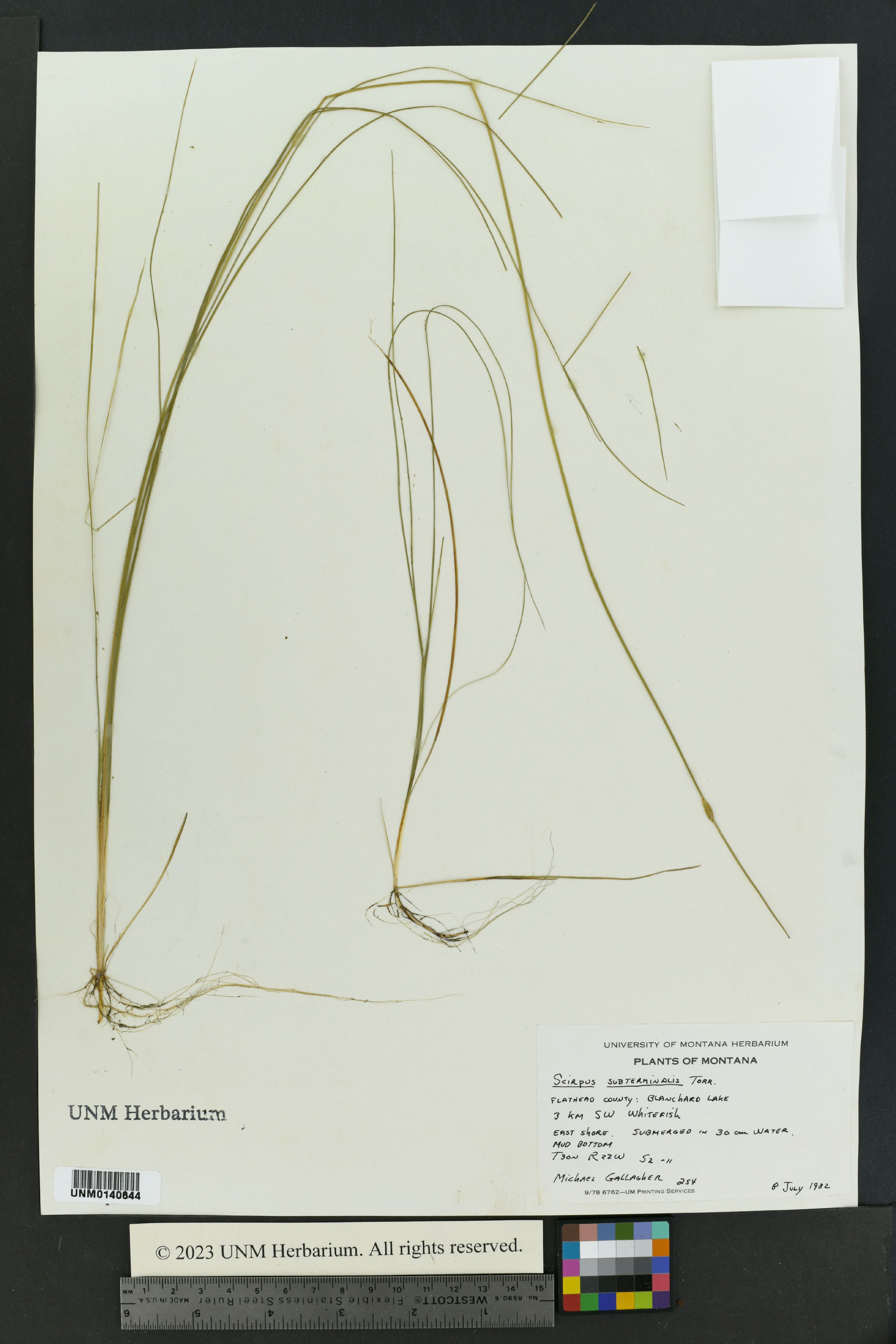 Scirpus subterminalis - 24