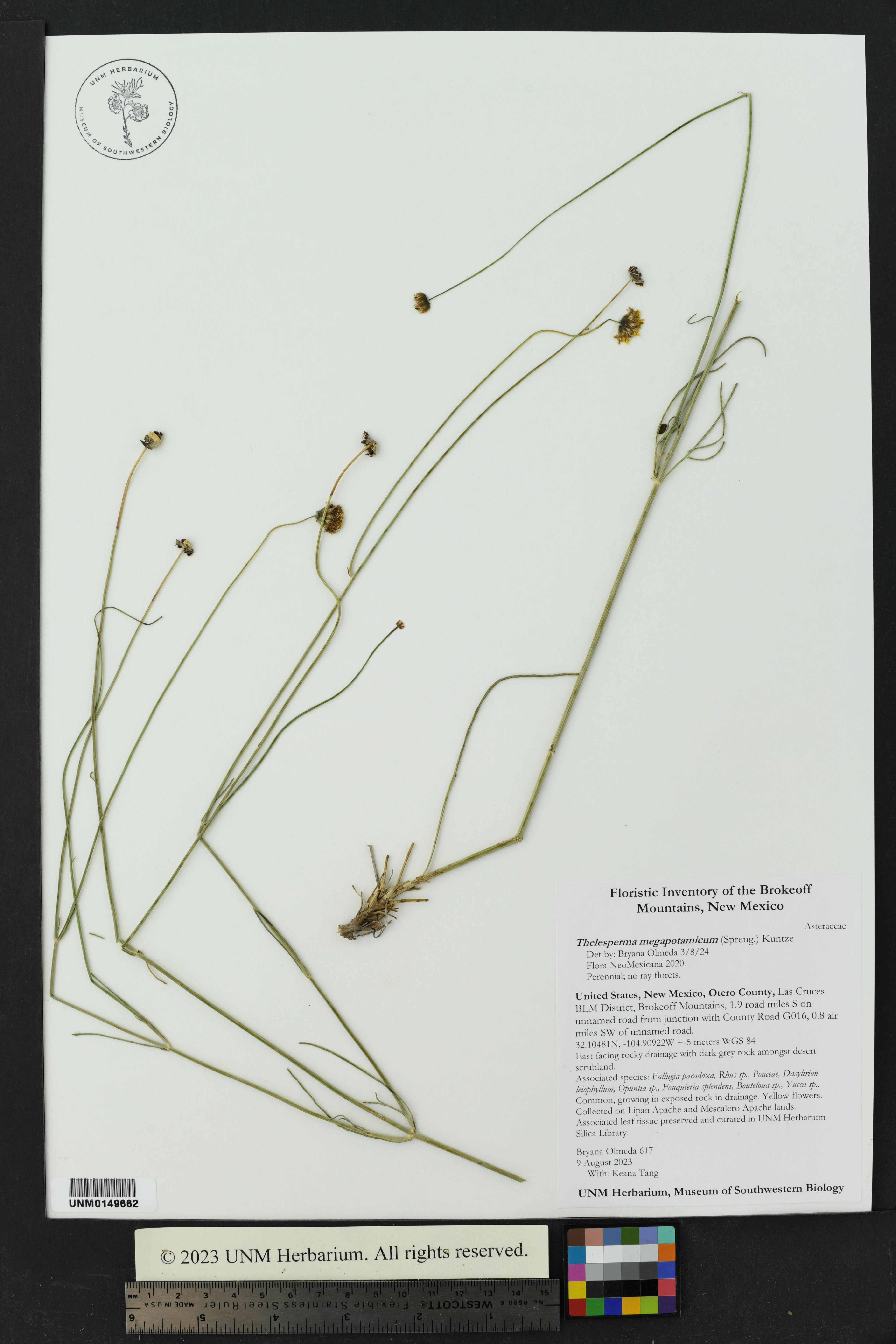 Thelesperma megapotamicum - 26